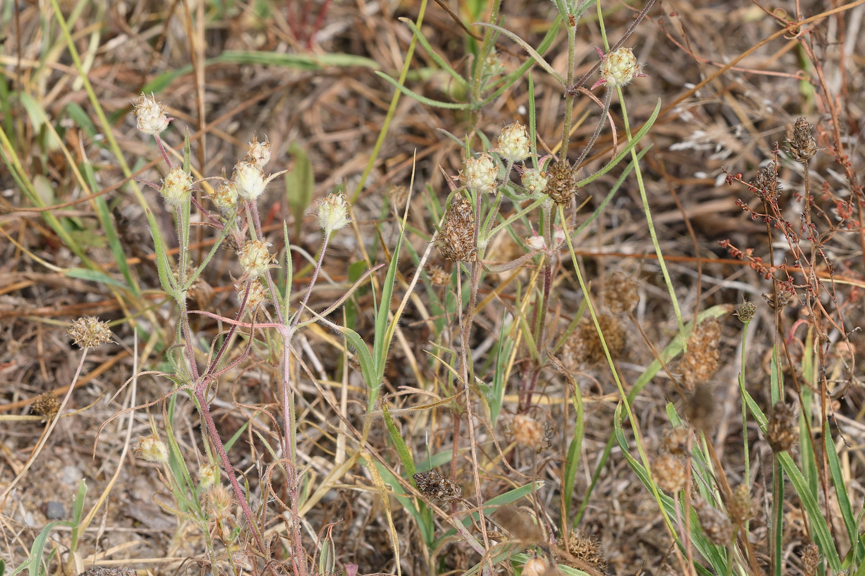 plantago_arenaria4md