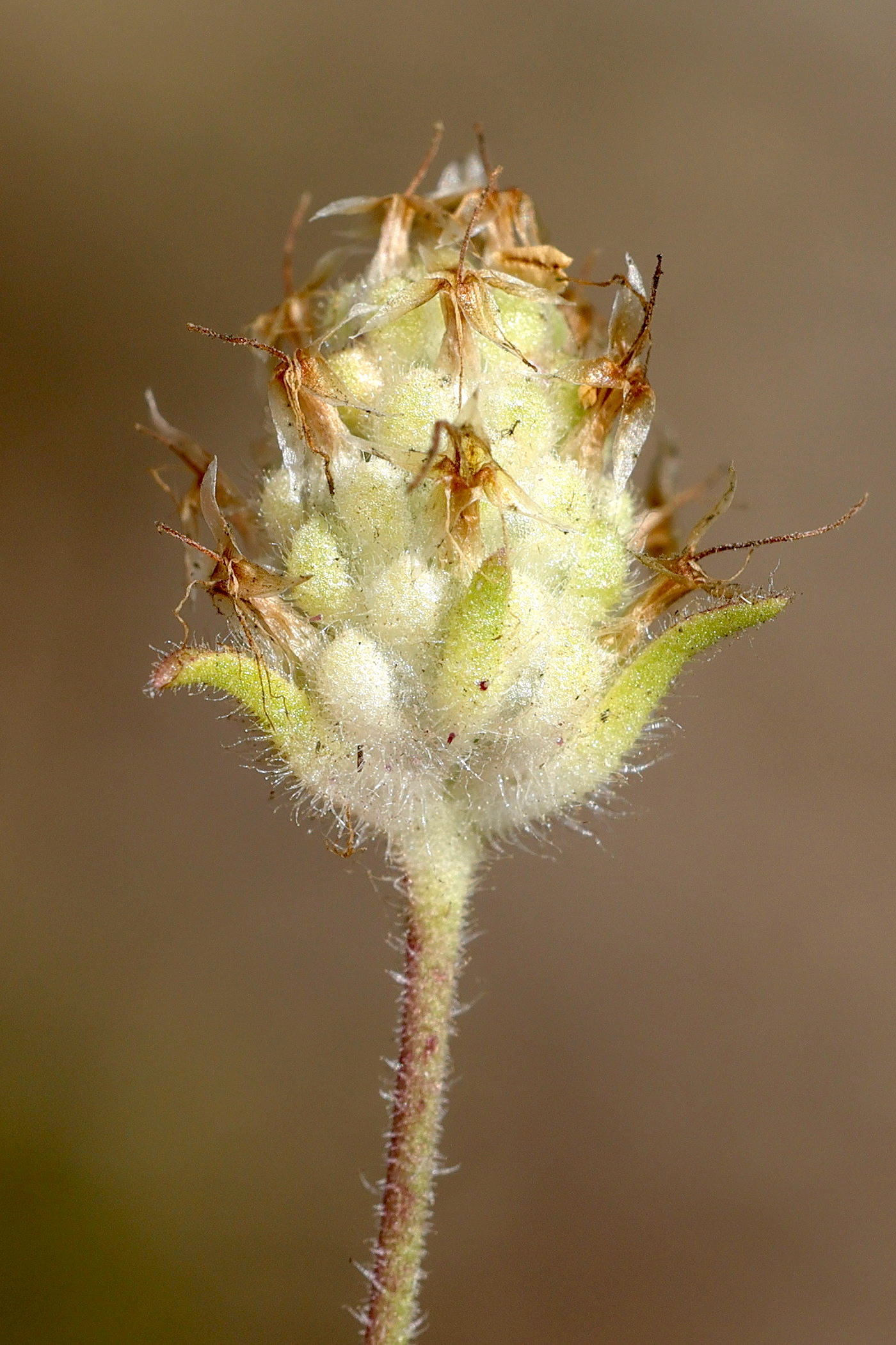 plantago_arenaria5md