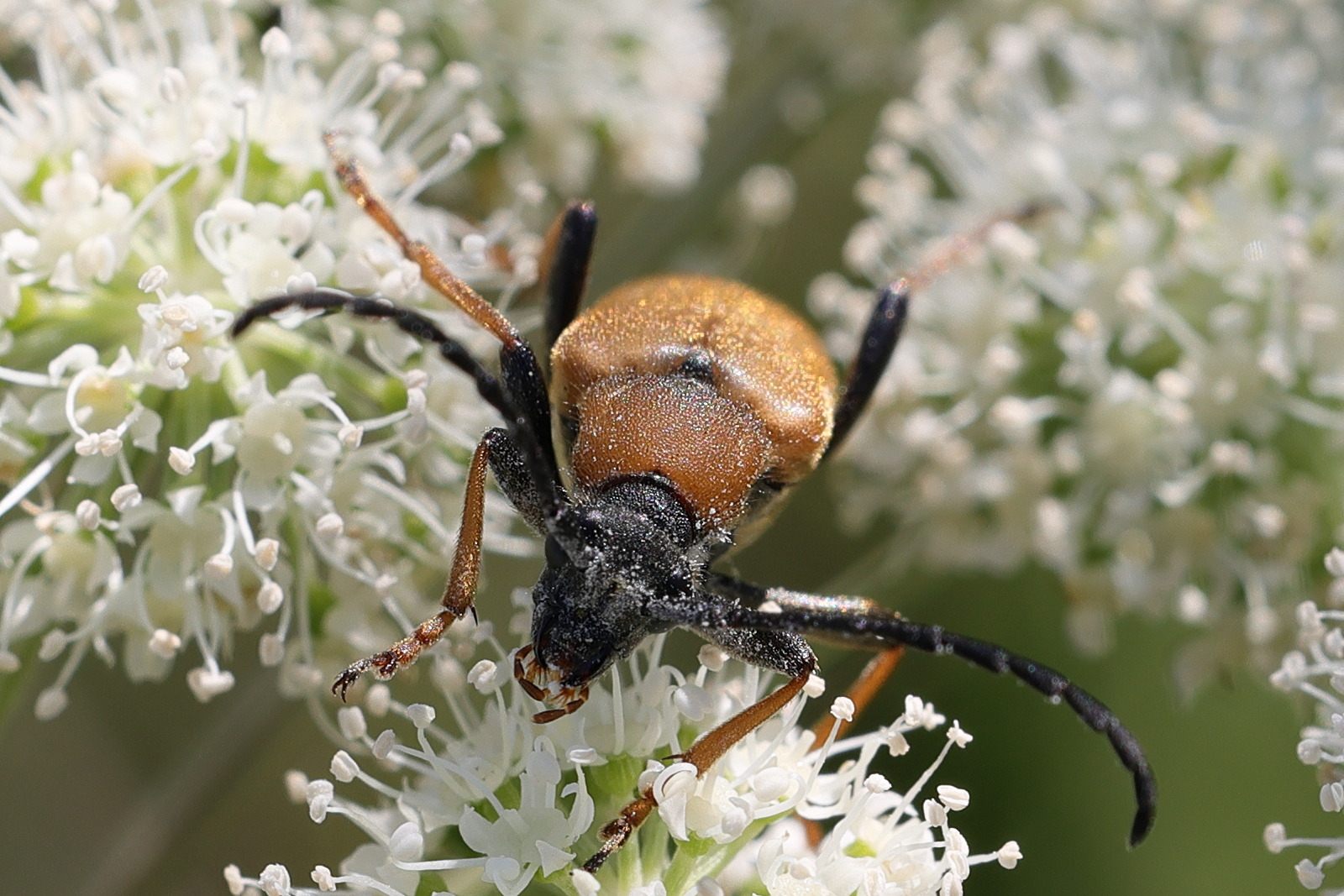 stictoleptura_rubra10md
