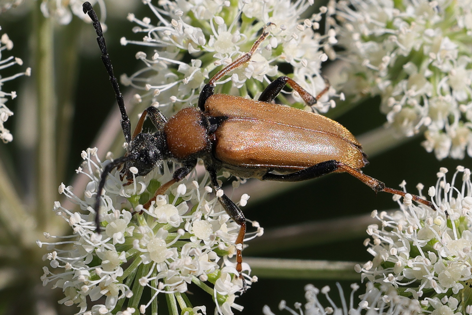 stictoleptura_rubra9md