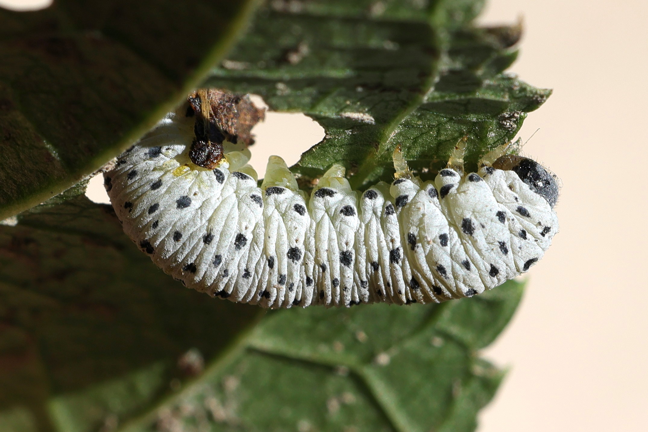 tenthredo_scrophulariae_larv1md