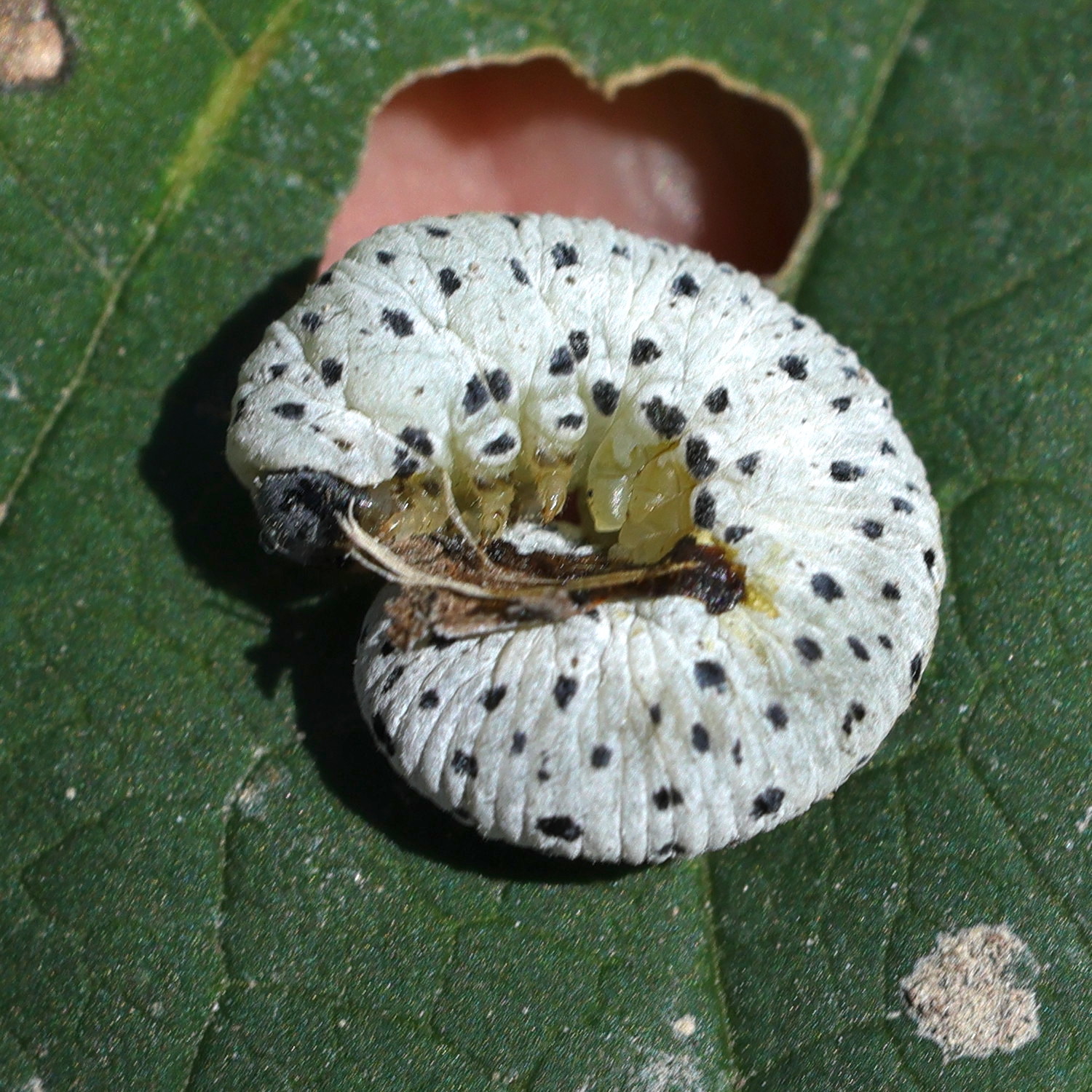 tenthredo_scrophulariae_larv2md