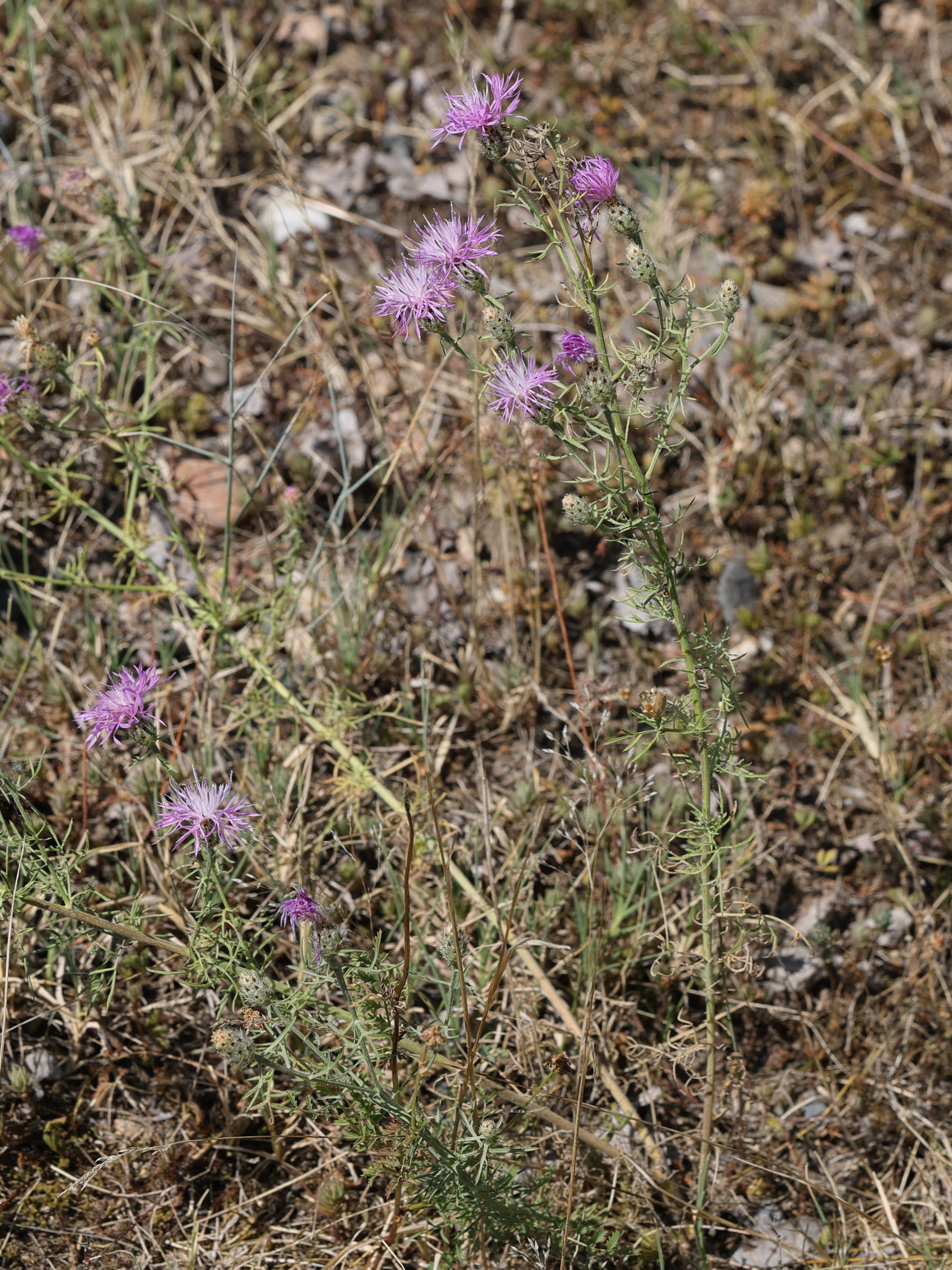 Afficher le média centaurea_stoebe1md centaurea_stoebe1md