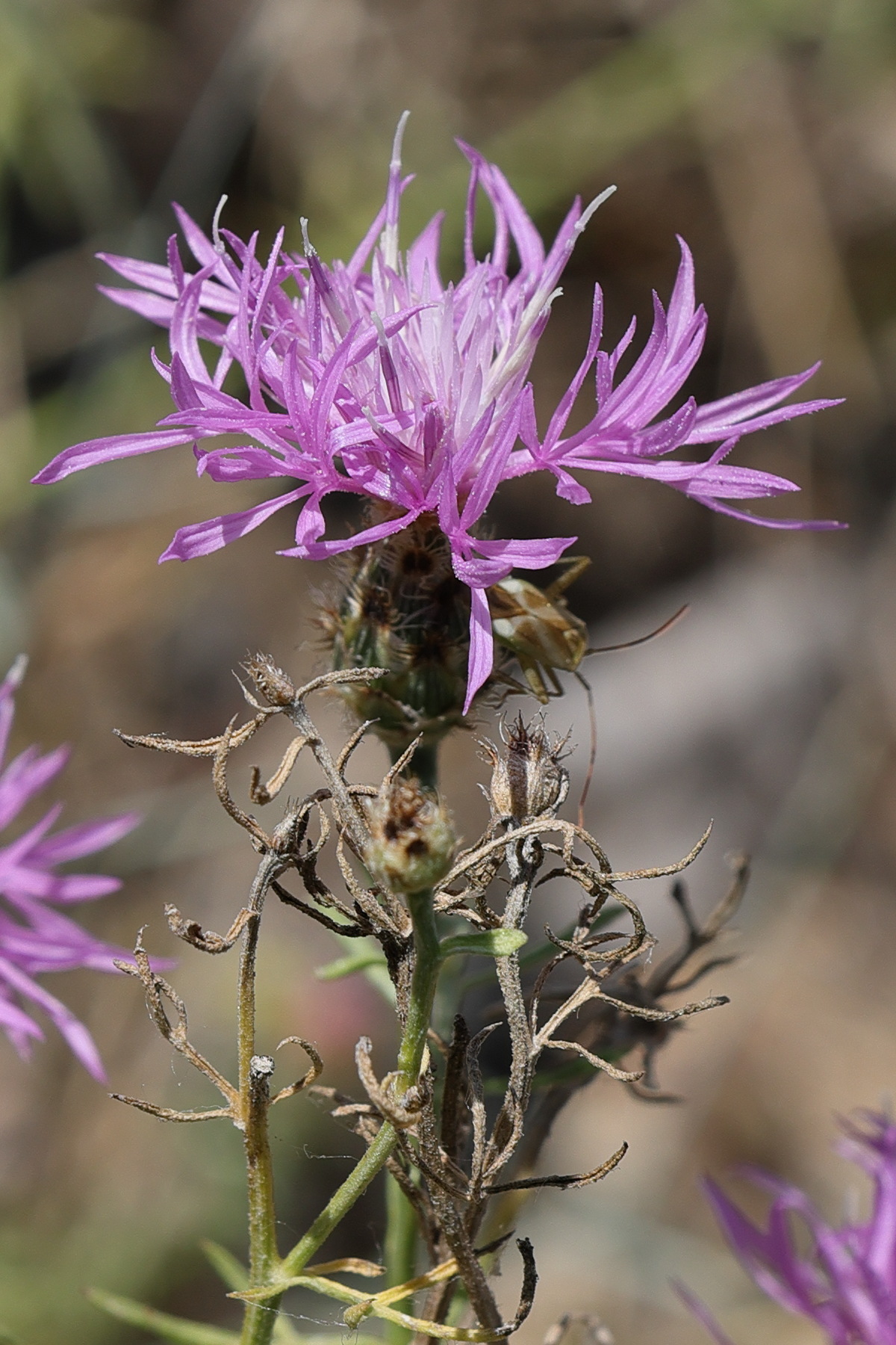 Afficher le média centaurea_stoebe3md centaurea_stoebe3md