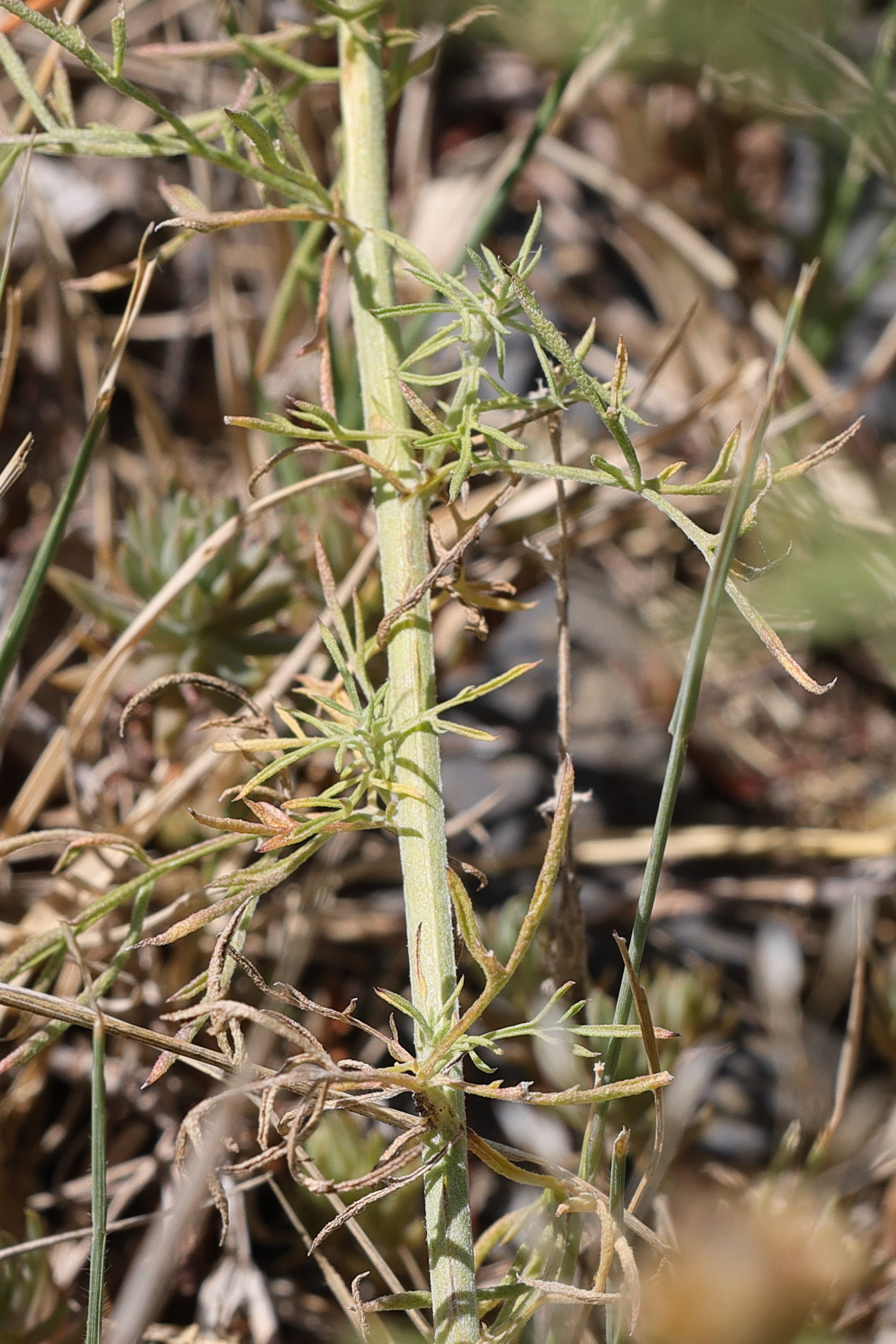 Afficher le média centaurea_stoebe4md centaurea_stoebe4md