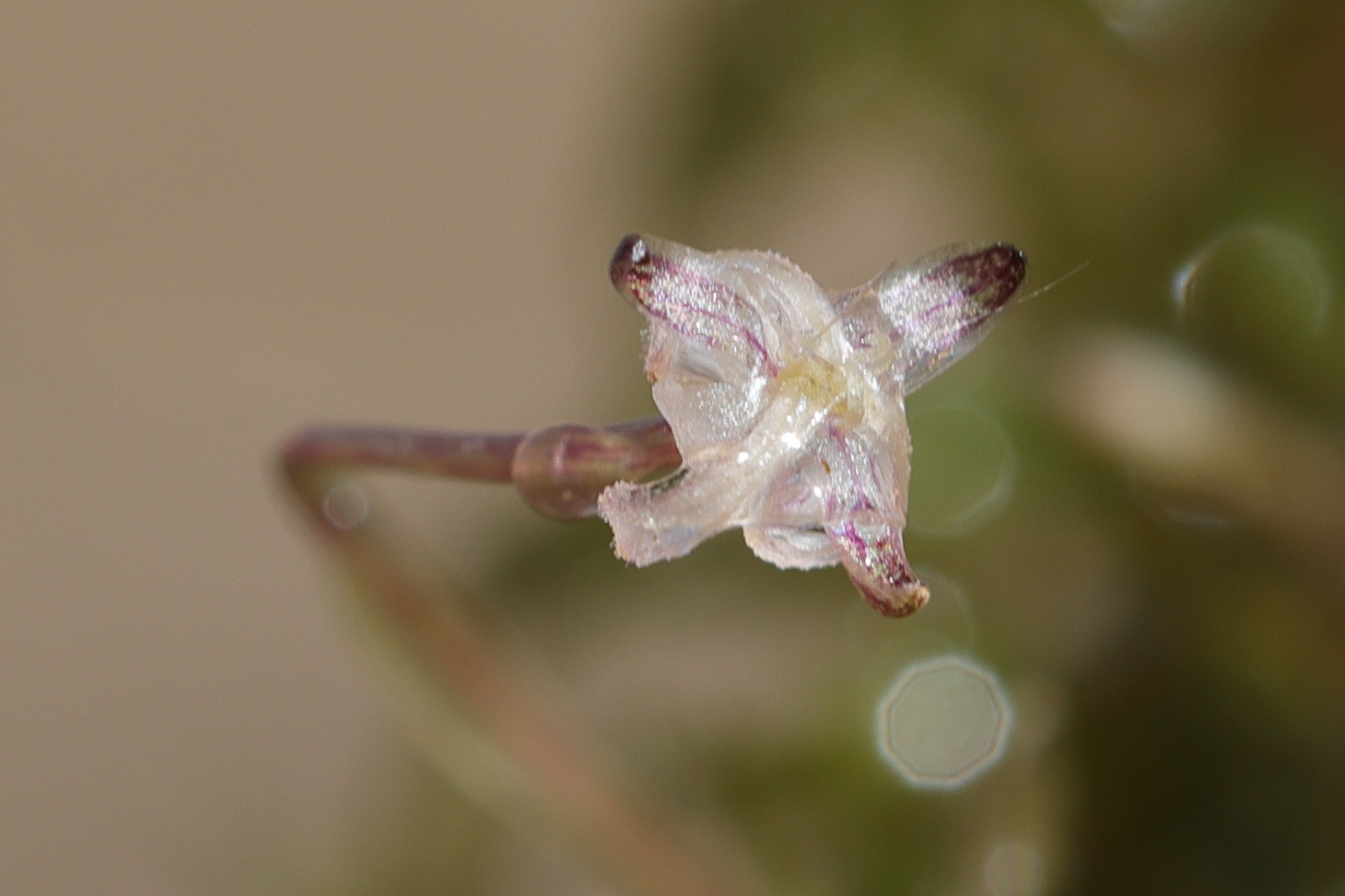 elodea_nuttallii10md