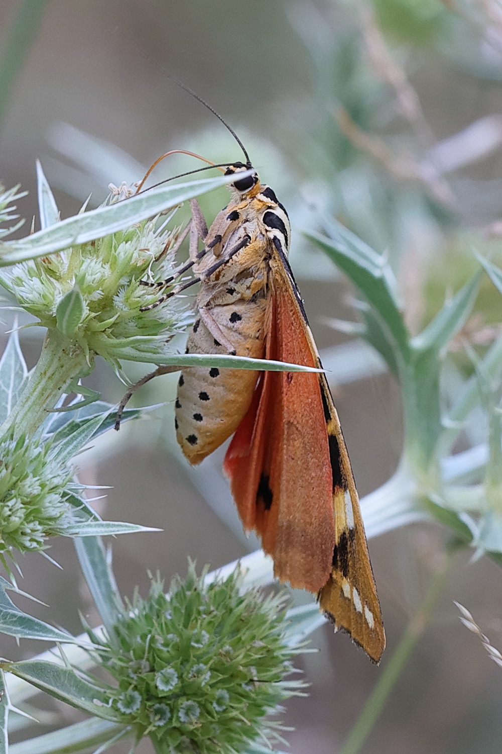 Afficher le média euplagia_quadripunctaria7md euplagia_quadripunctaria7md