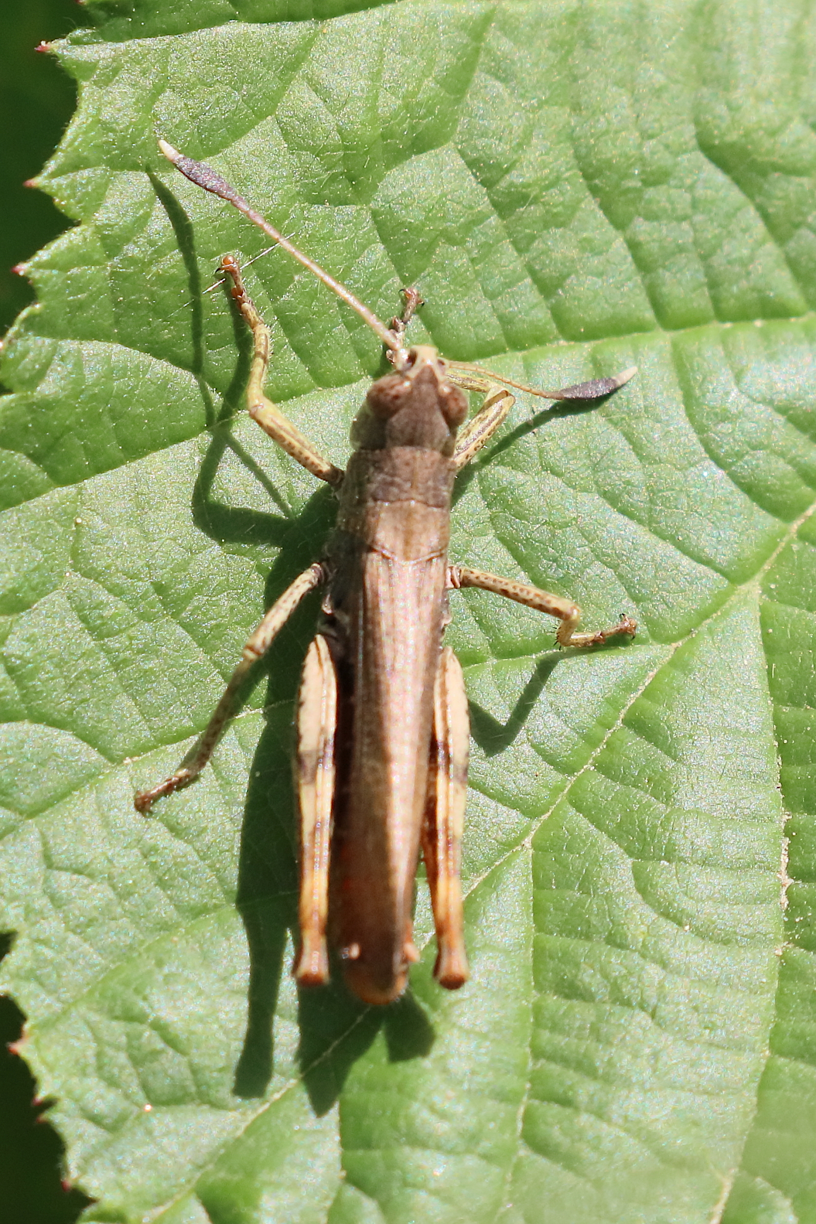 gomphocerippus_rufus2bd