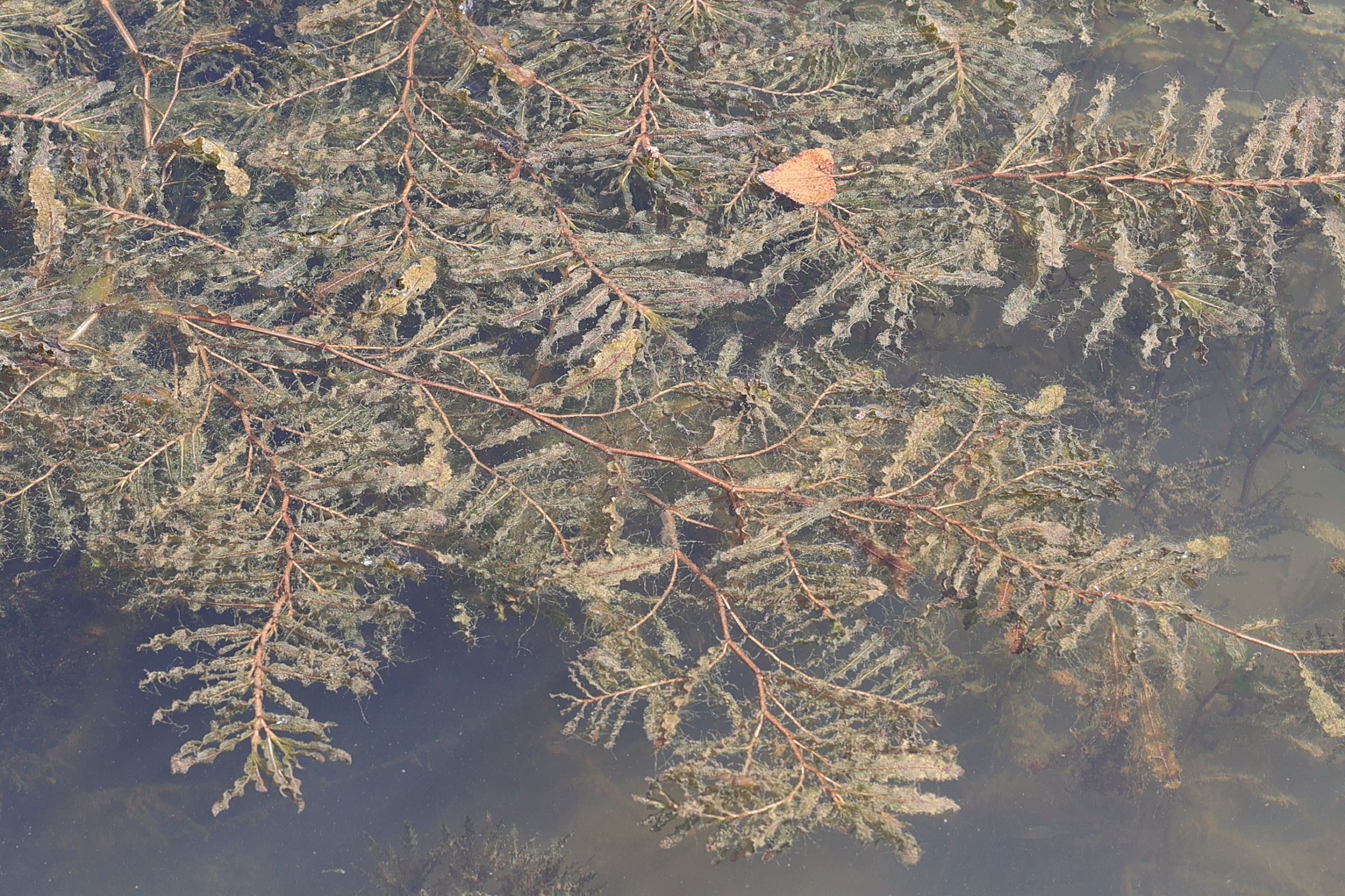 potamogeton_crispus7md