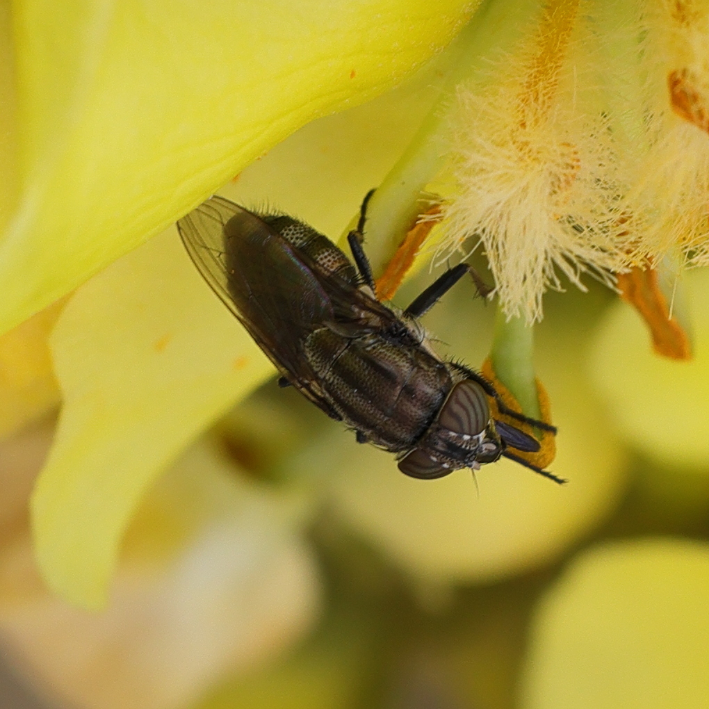 stomorhina_lunata1md