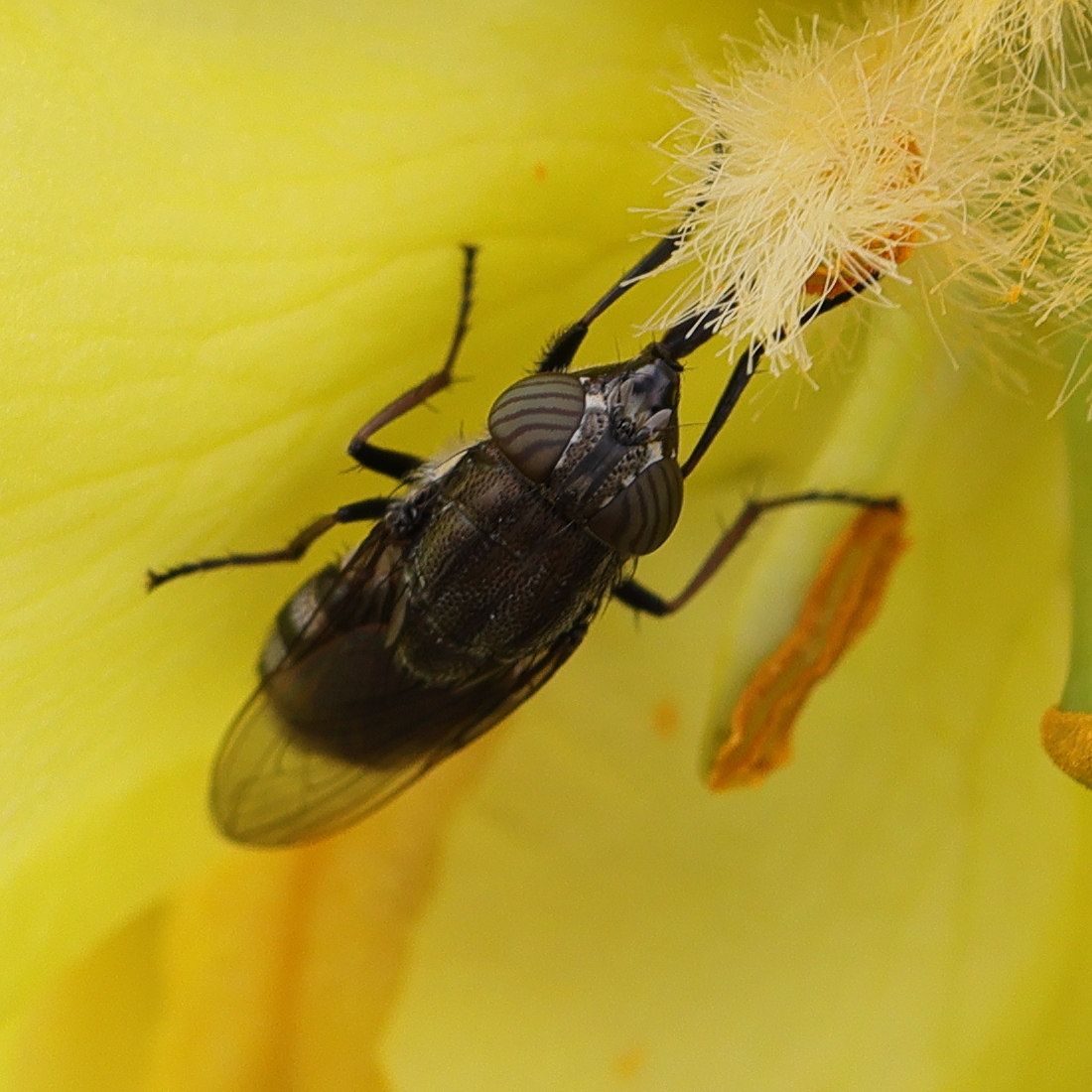 stomorhina_lunata2md