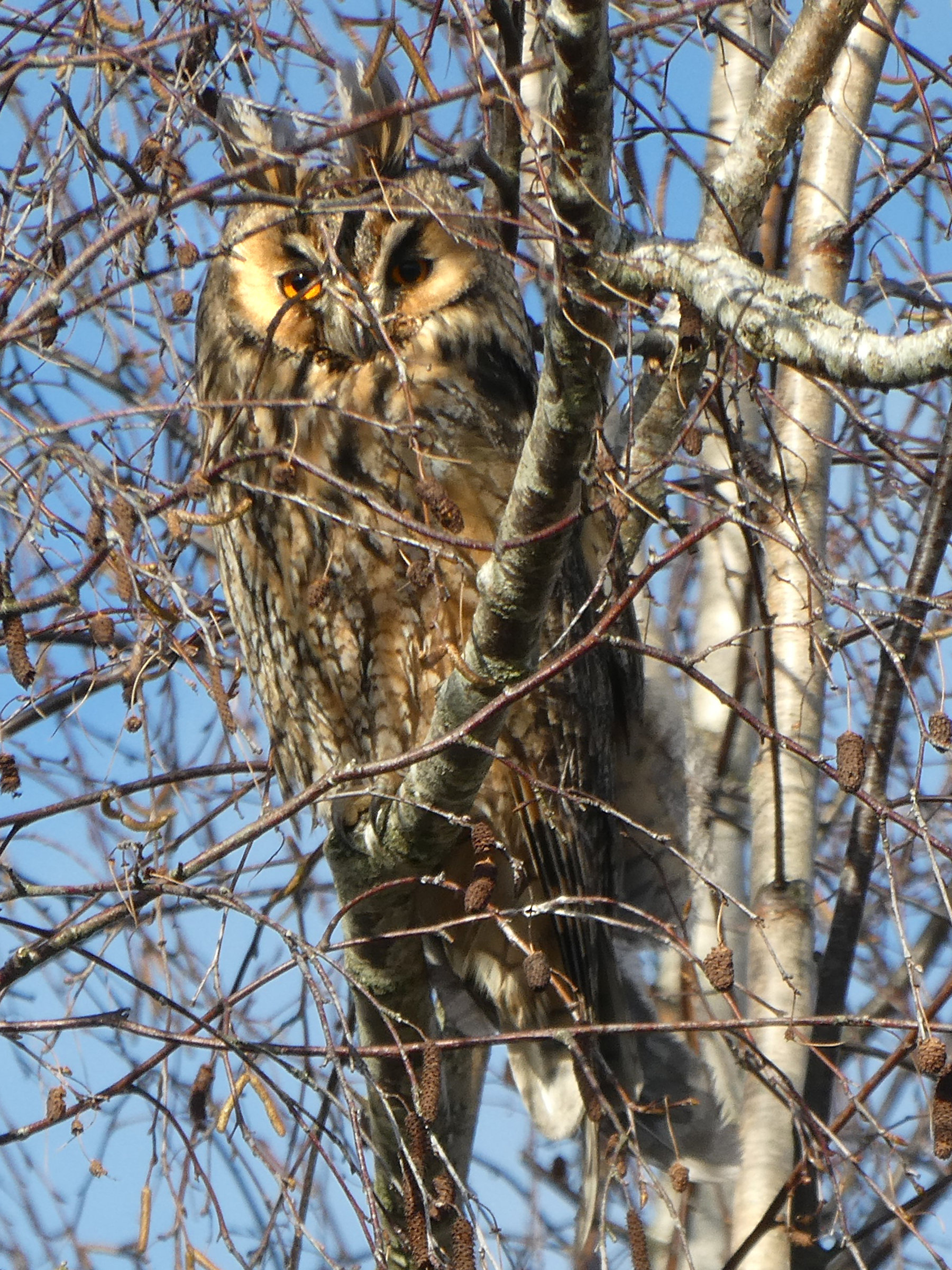 hibou_moyen-duc_-_asio_otus7eh