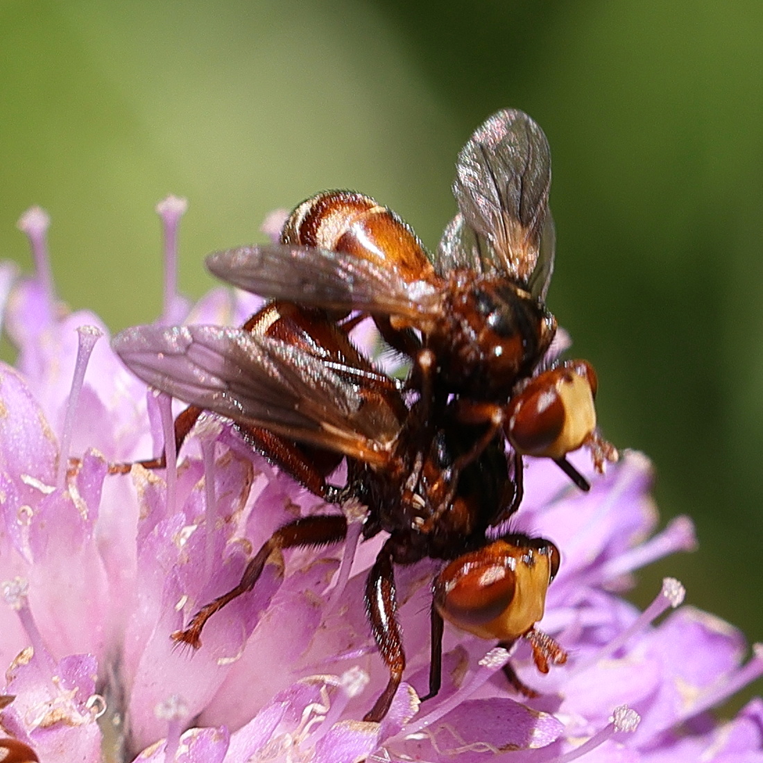 sicus_ferrugineus6md