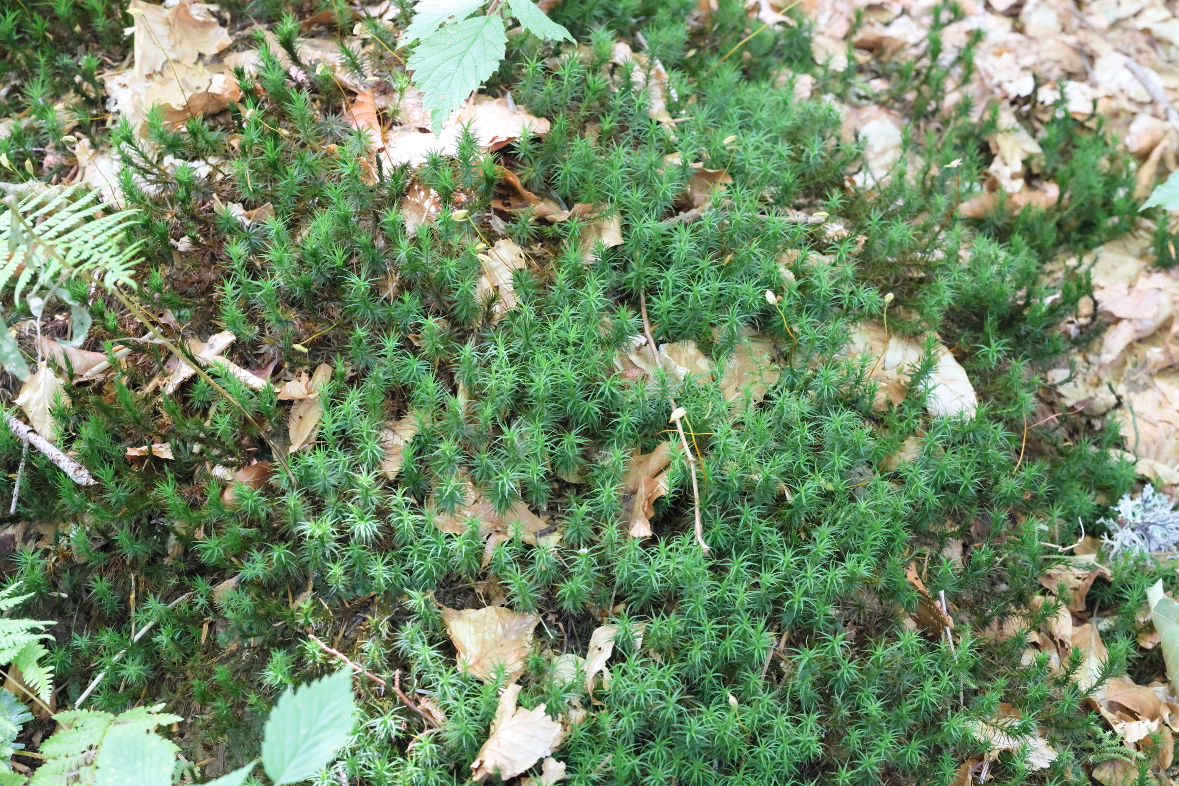 Afficher le média polytrichum_formosum3md polytrichum_formosum3md