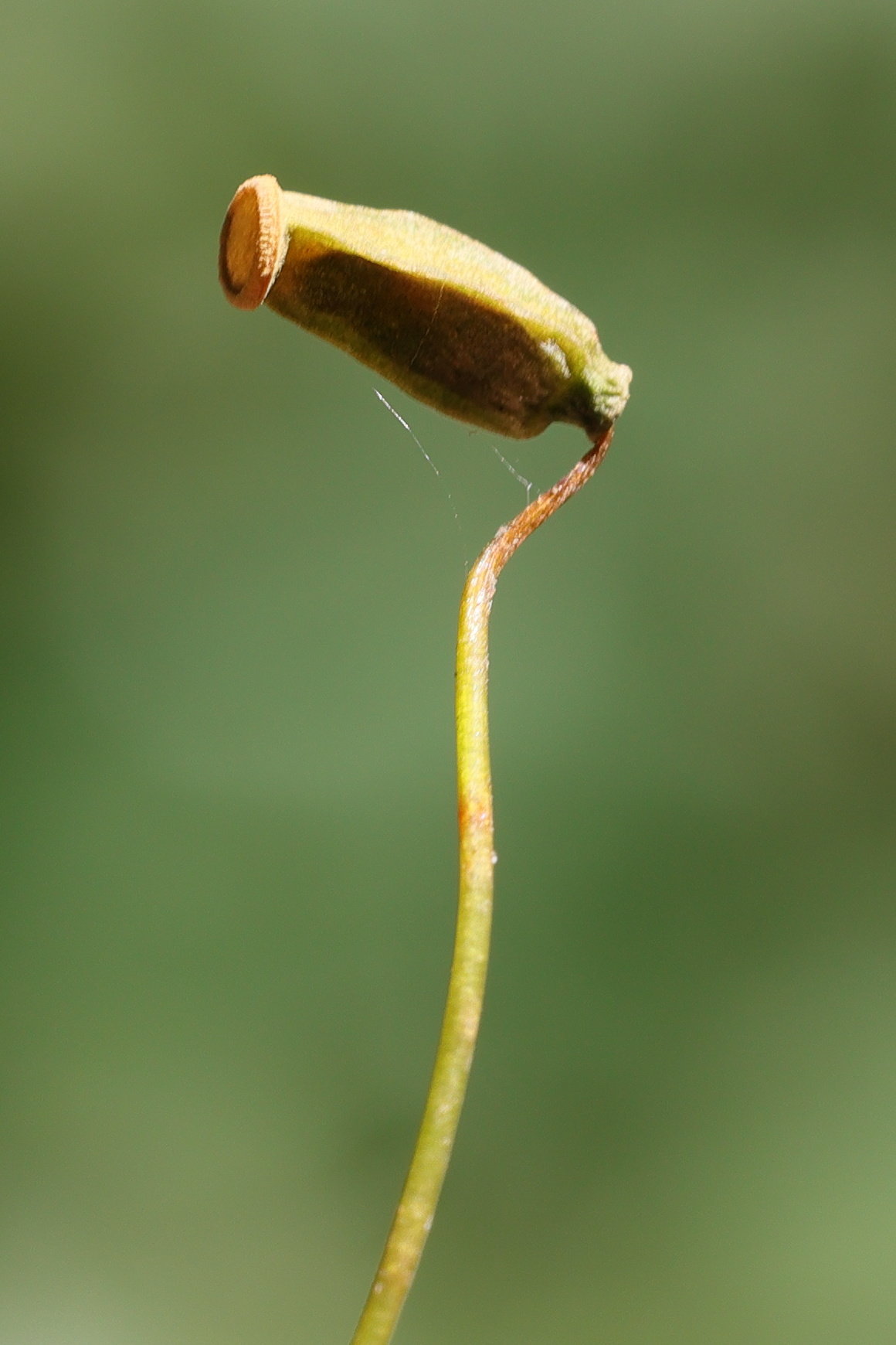 Afficher le média polytrichum_formosum5md polytrichum_formosum5md