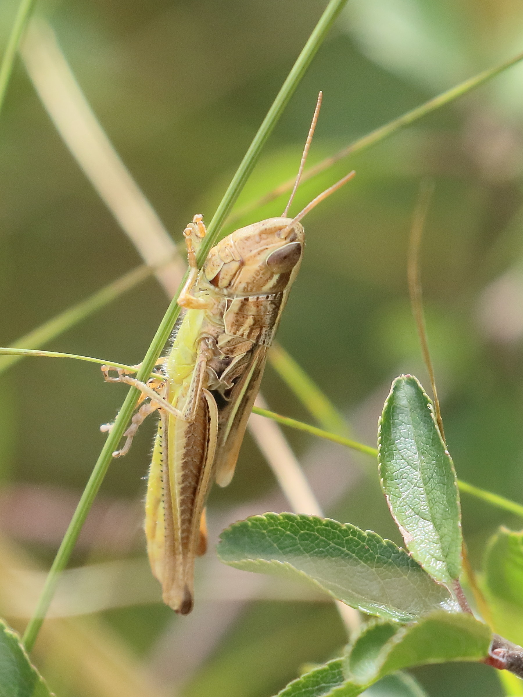 chorthippus_albomarginatus2bd