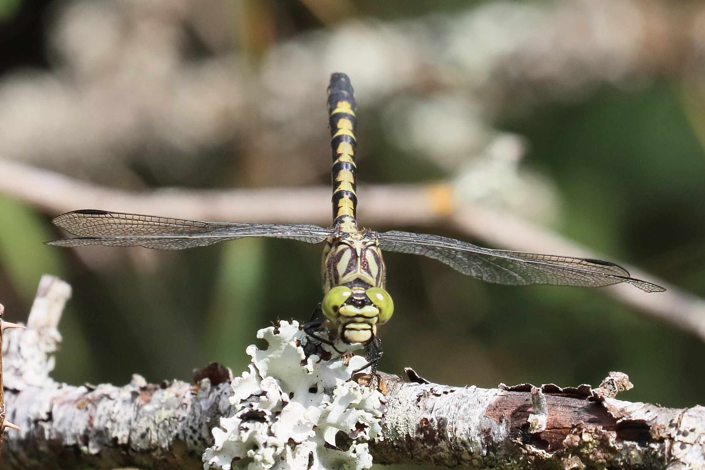 onychogomphus_forcipatus10bd
