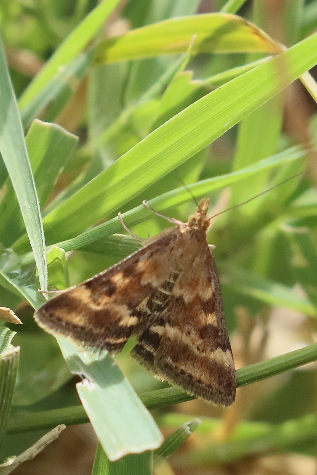 pyrausta_despicata12bd