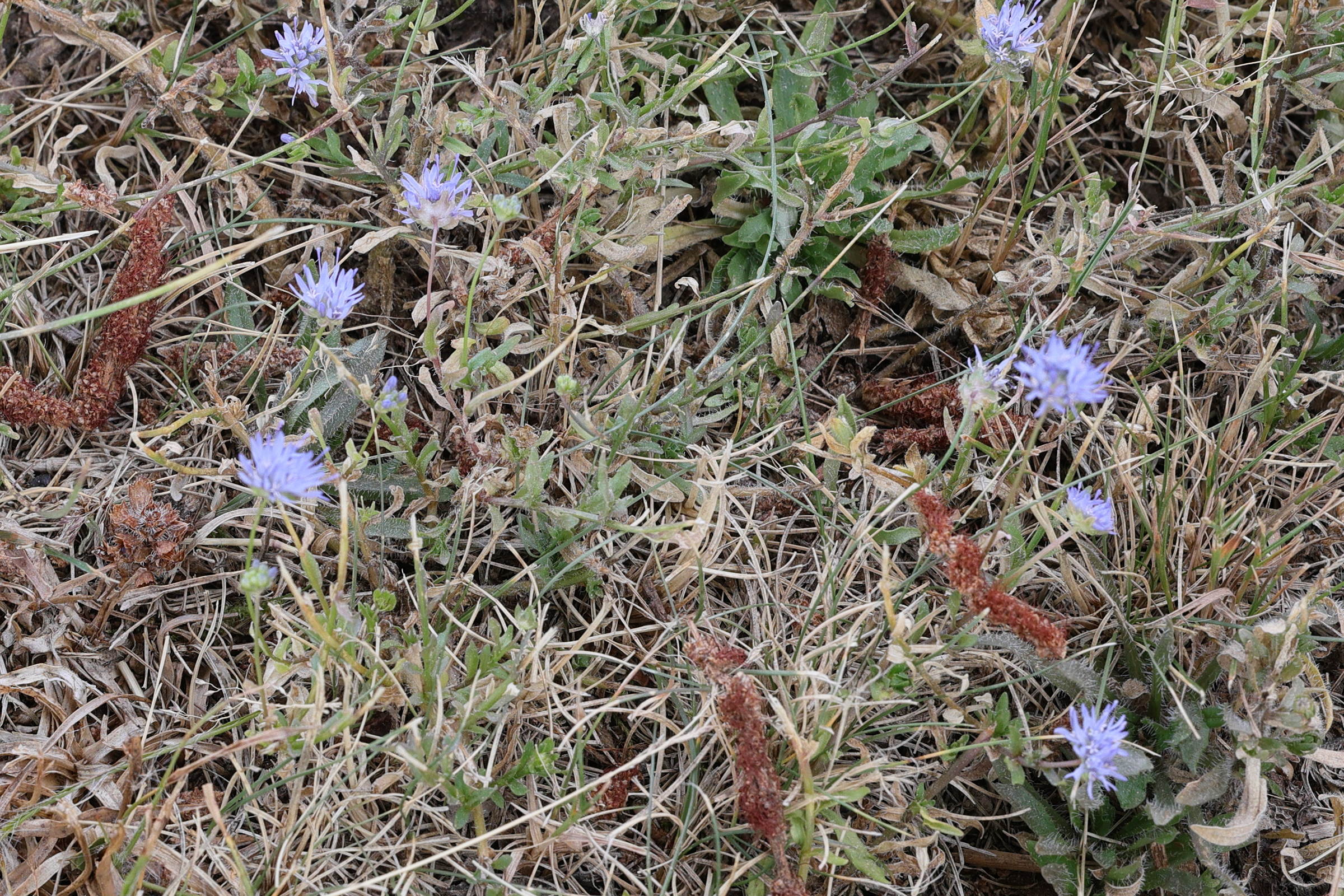 Afficher le média jasione_montana5md jasione_montana5md