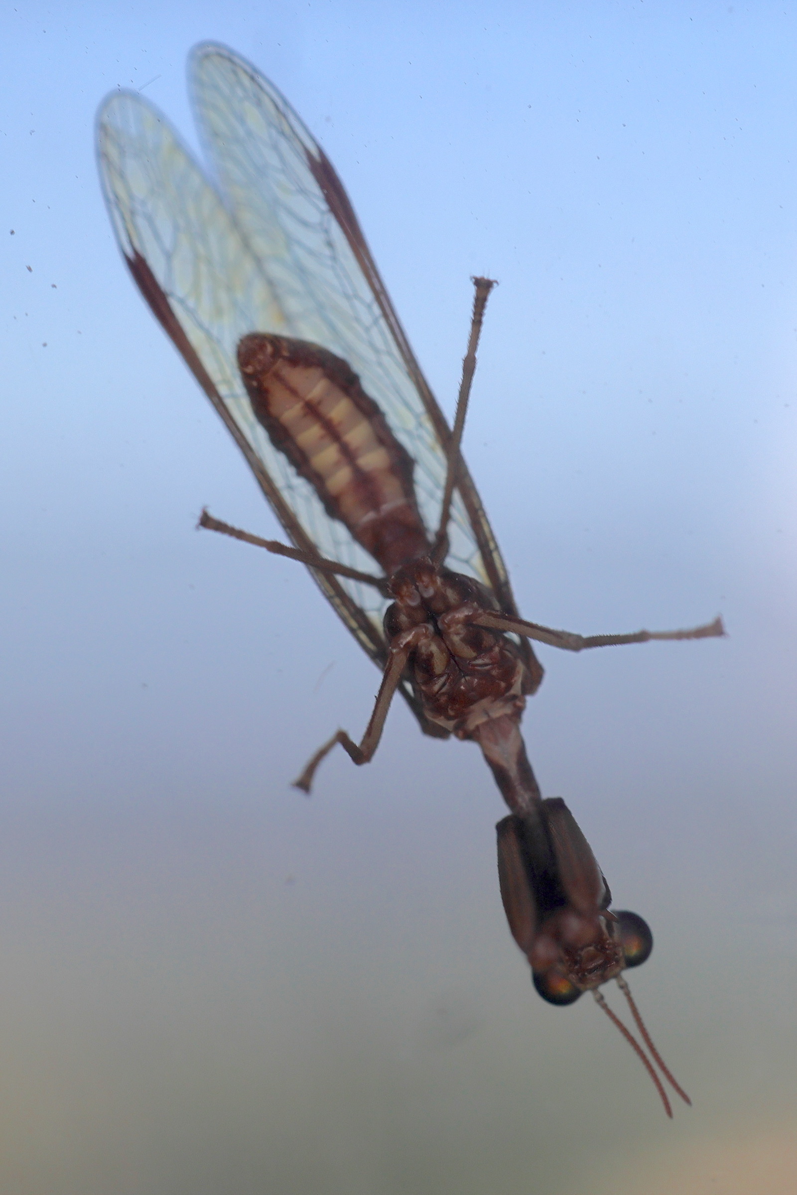 mantispa_styriaca4md