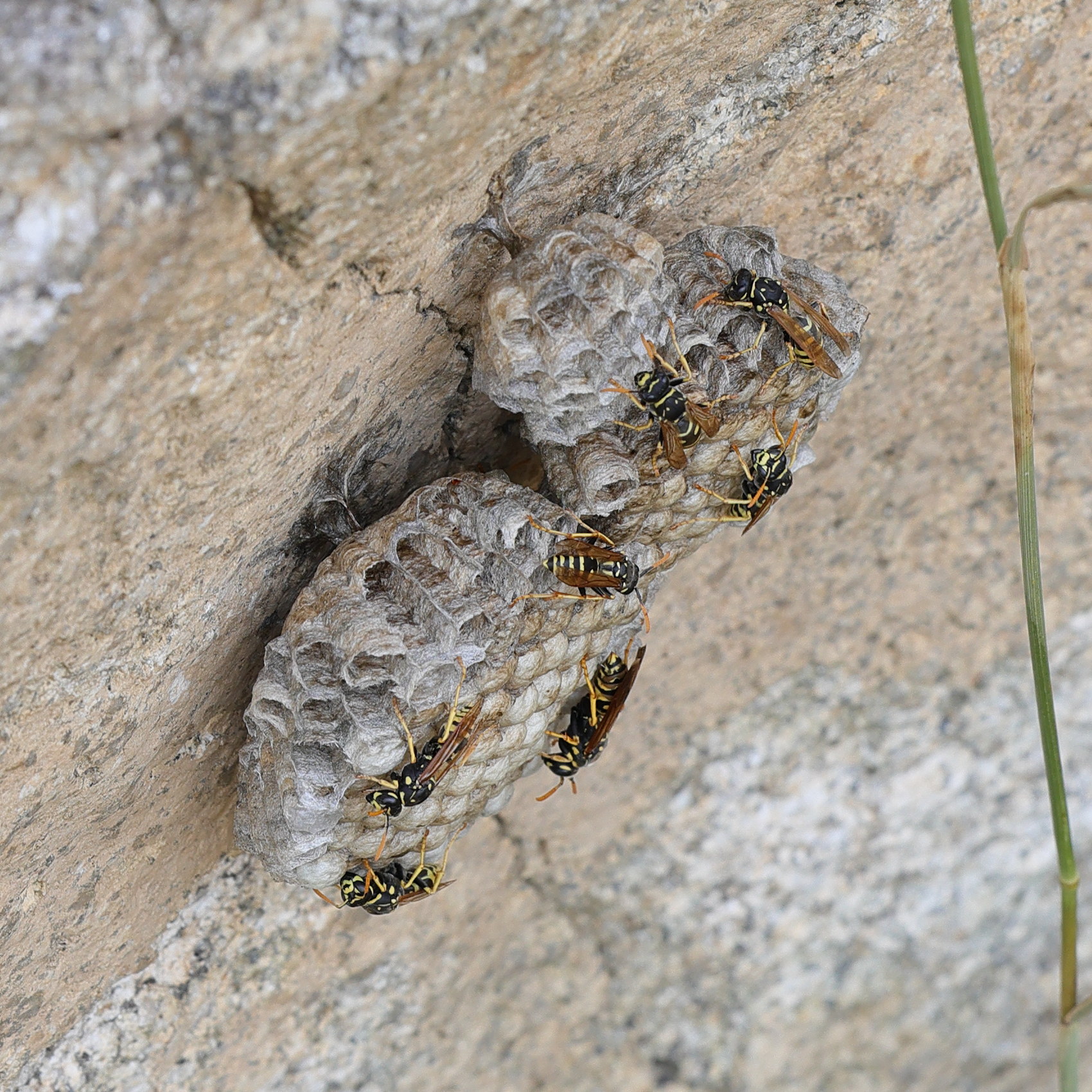 polistes_dominula6bmd