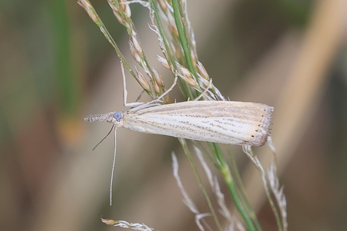 agriphila_straminella4md