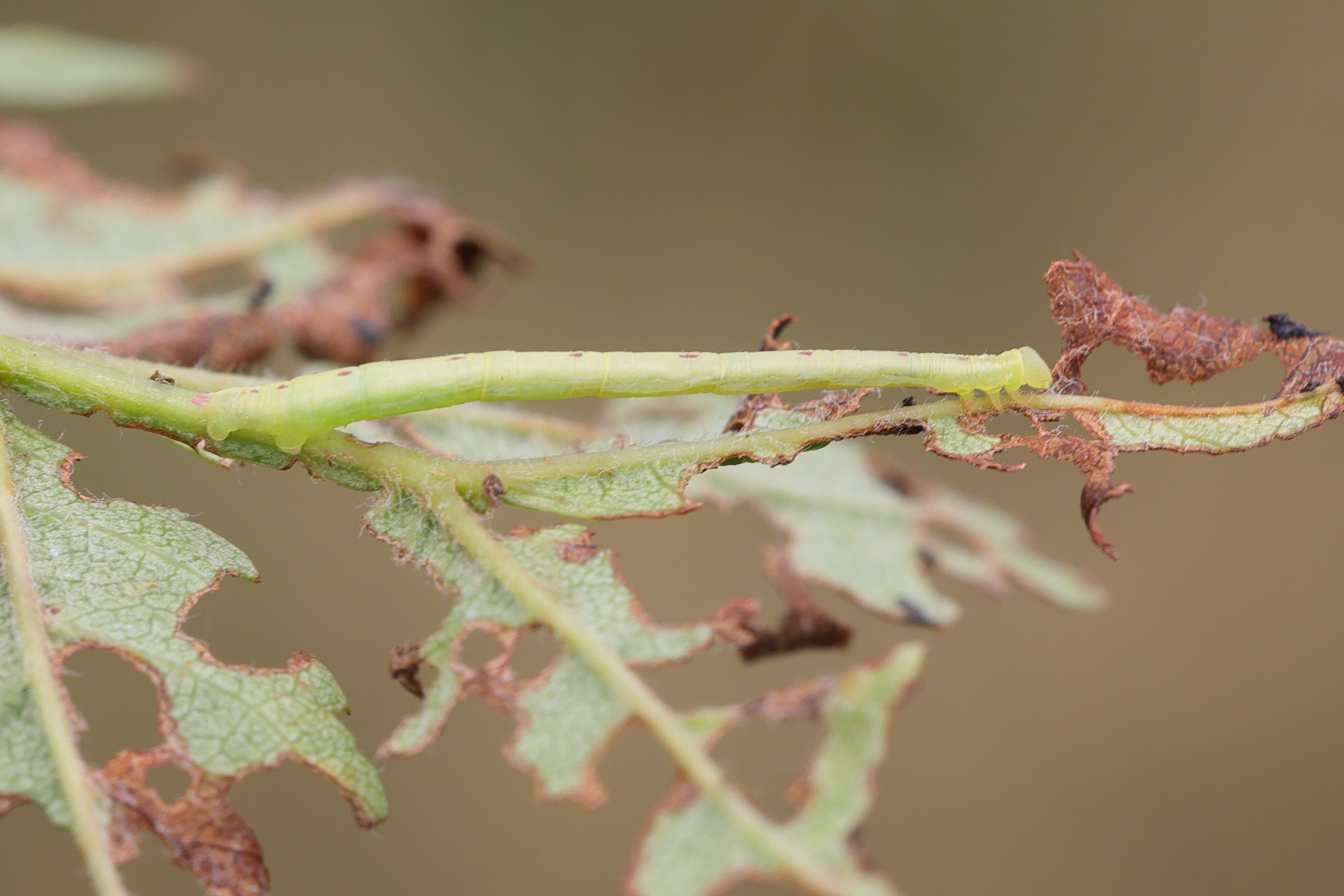 chloroclysta_siterata_ch1md