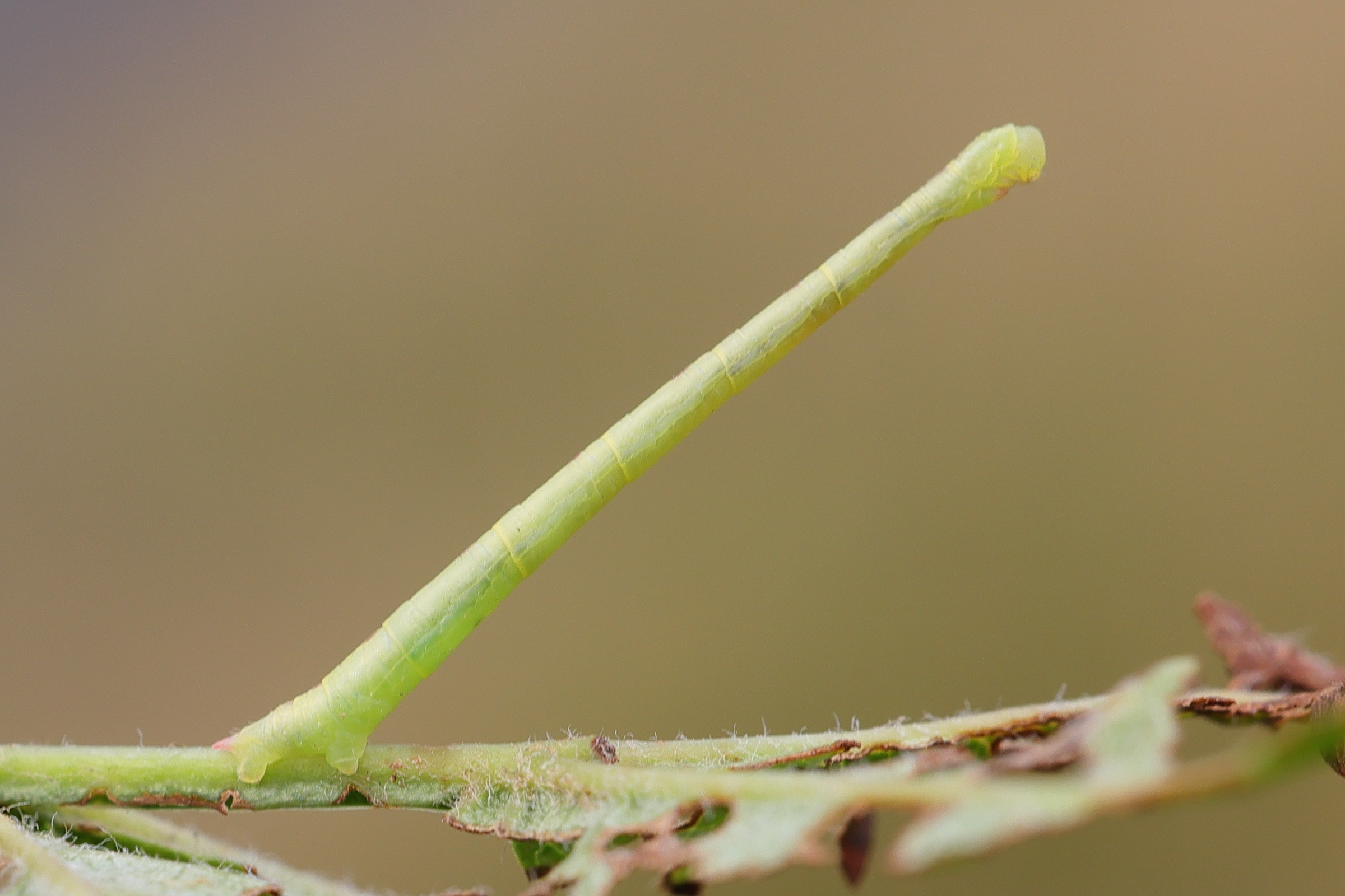 chloroclysta_siterata_ch2md