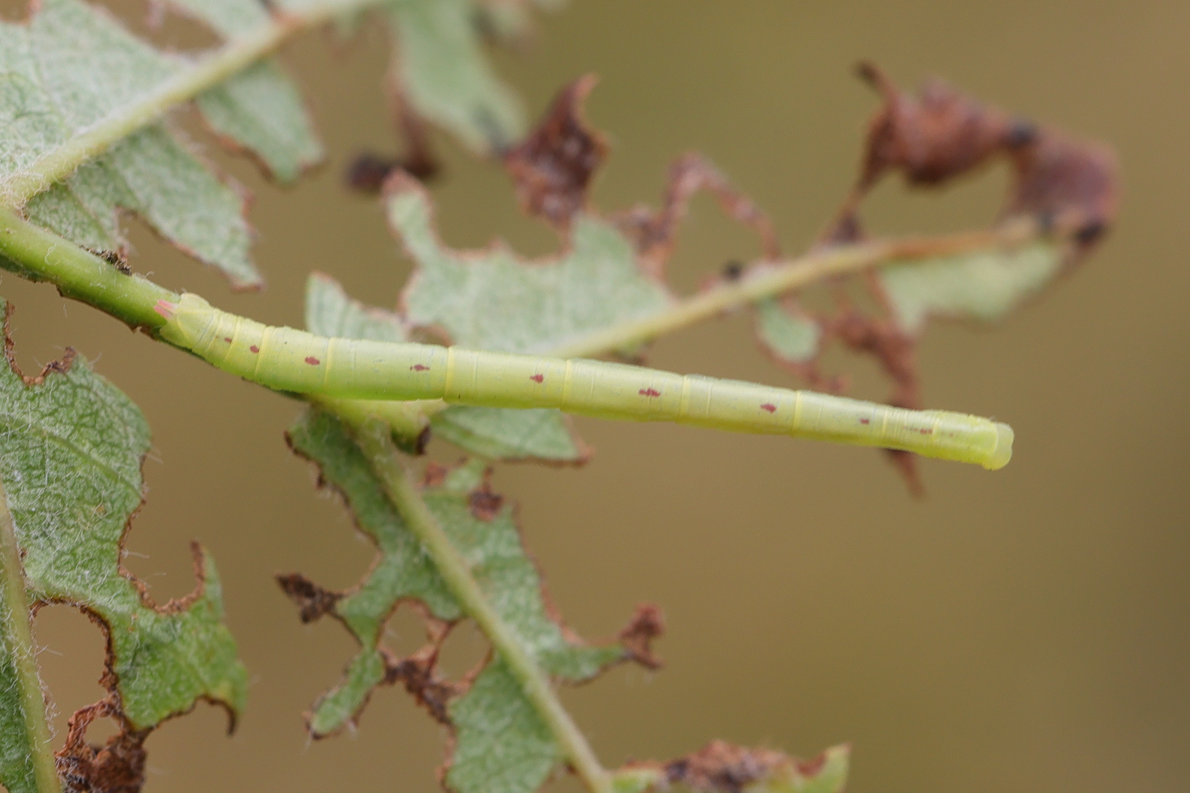 chloroclysta_siterata_ch3md