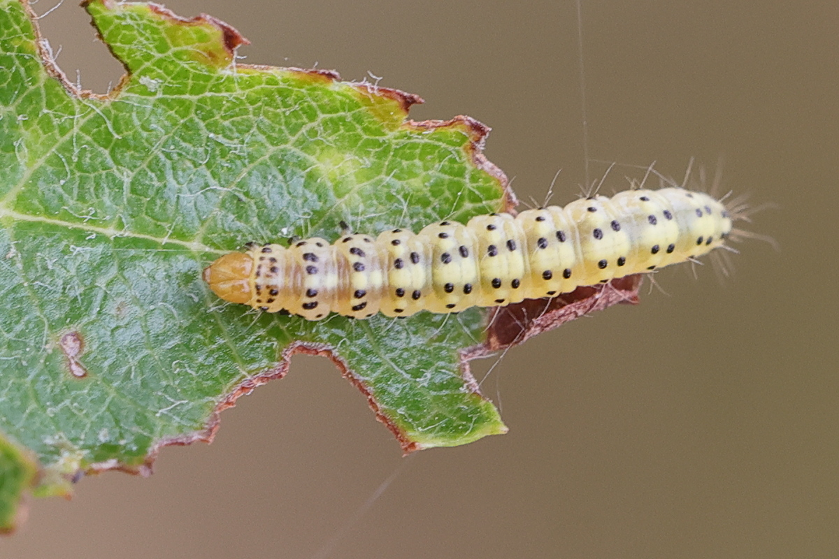 choreutis_pariana_ch1md