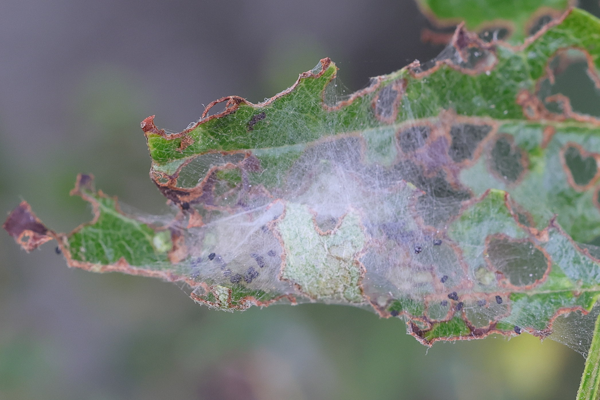 choreutis_pariana_ch2md