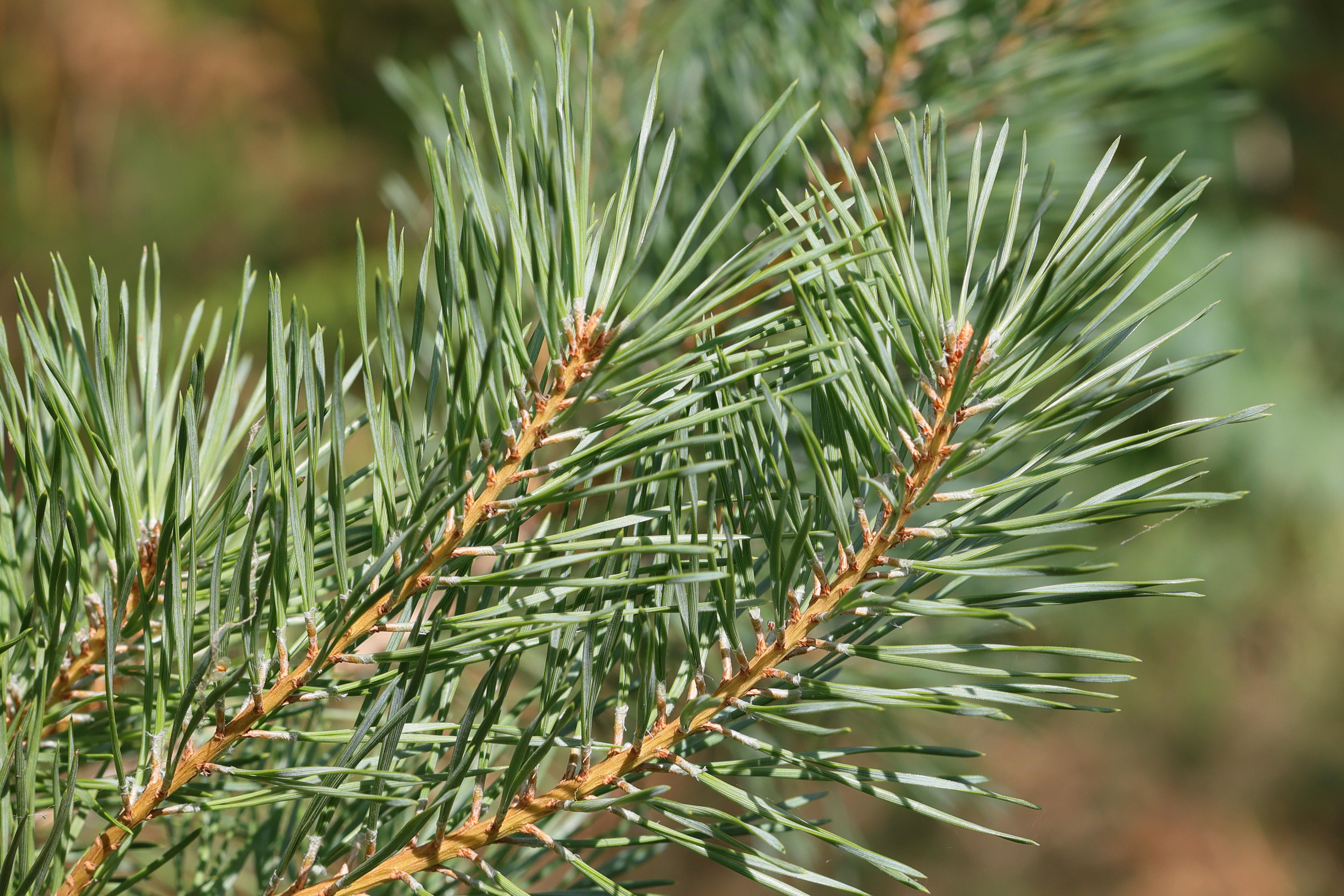 pinus_nigra_calabrica1md