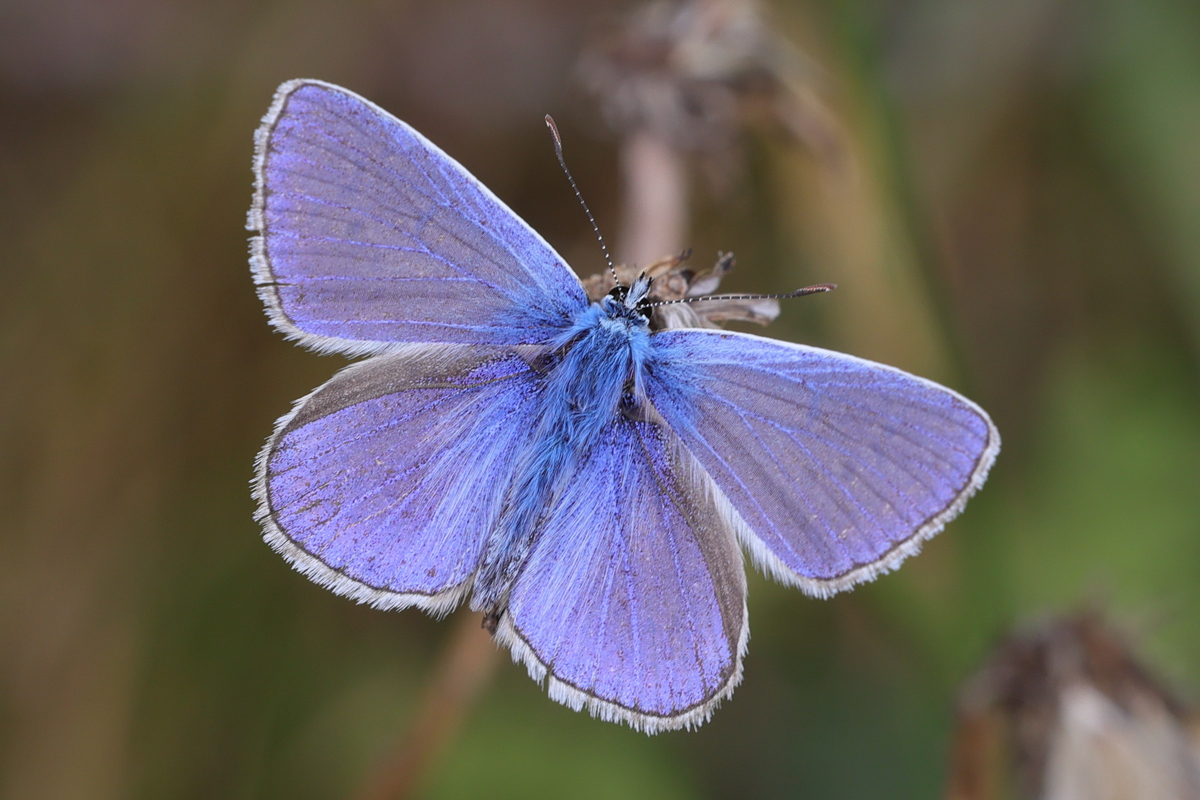 polyommatus_icarus2md