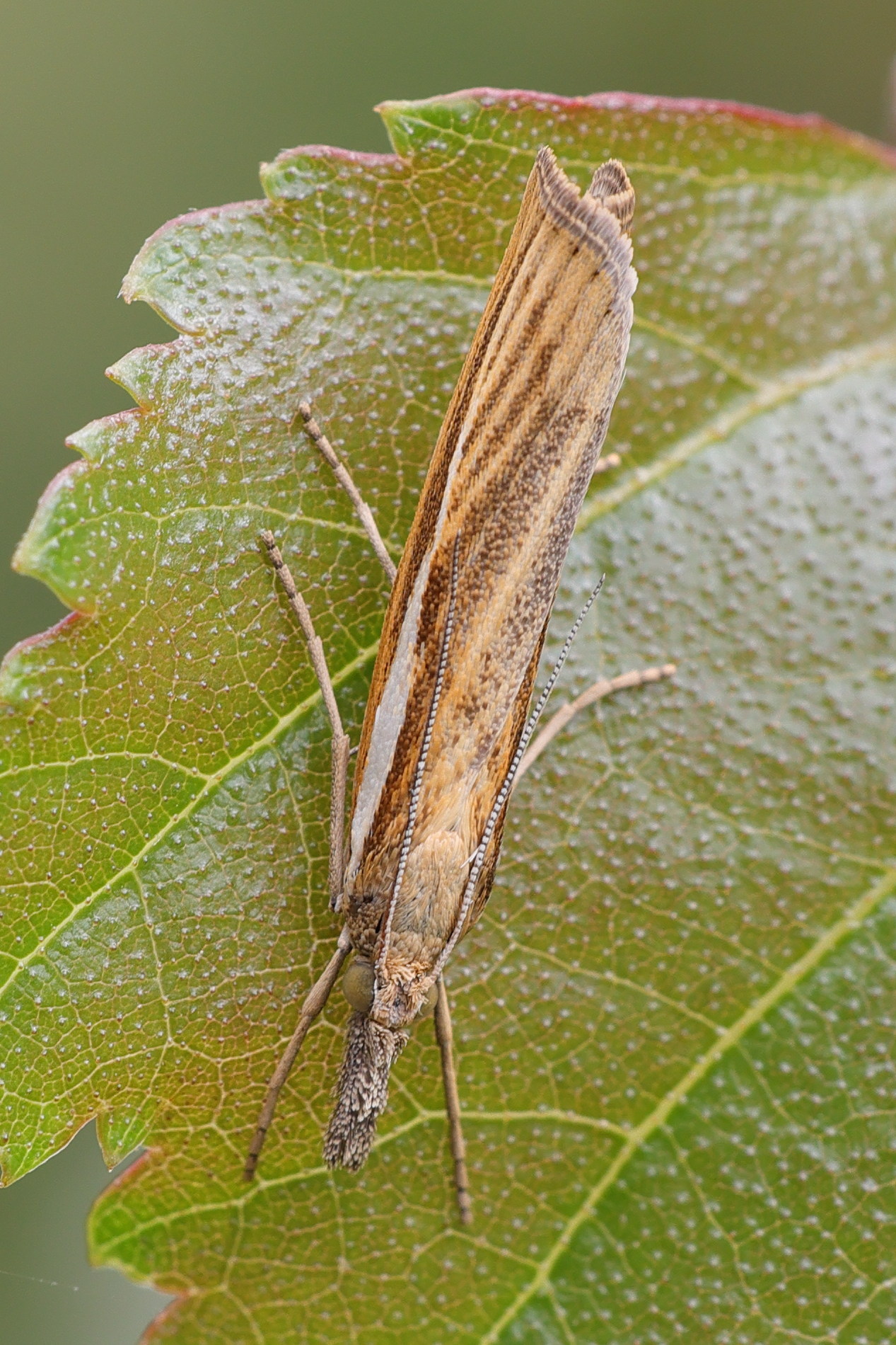agriphila_tristella5md
