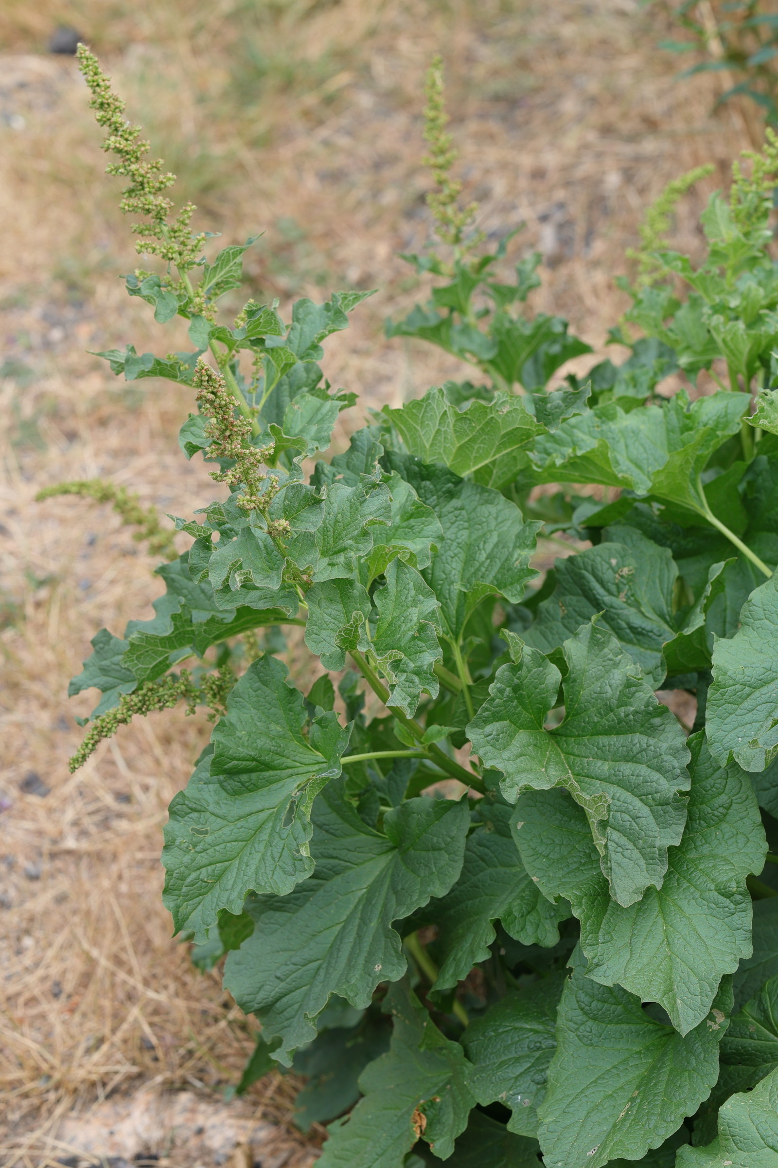 blitum_bonus-henricus8md