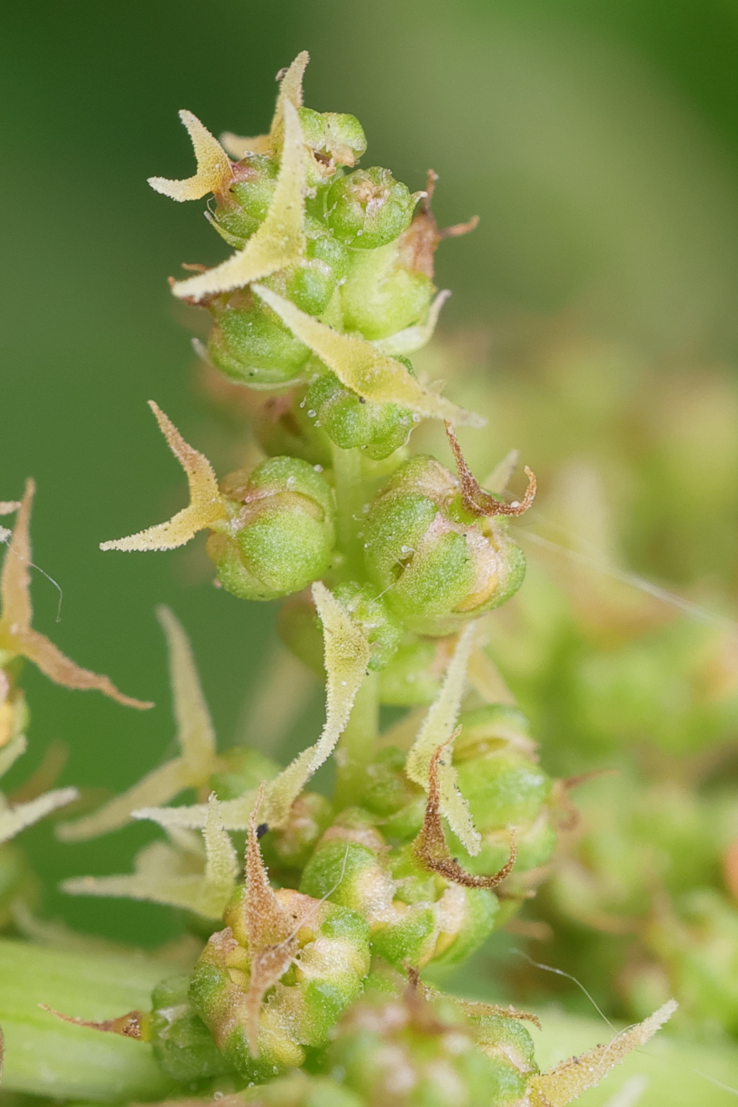 blitum_bonus-henricus9md