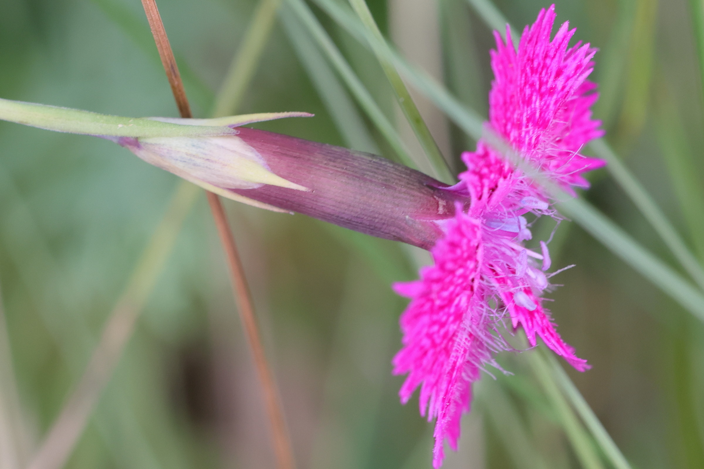 Afficher le média dianthus_seguieri_pseudocollinus6md dianthus_seguieri_pseudocollinus6md