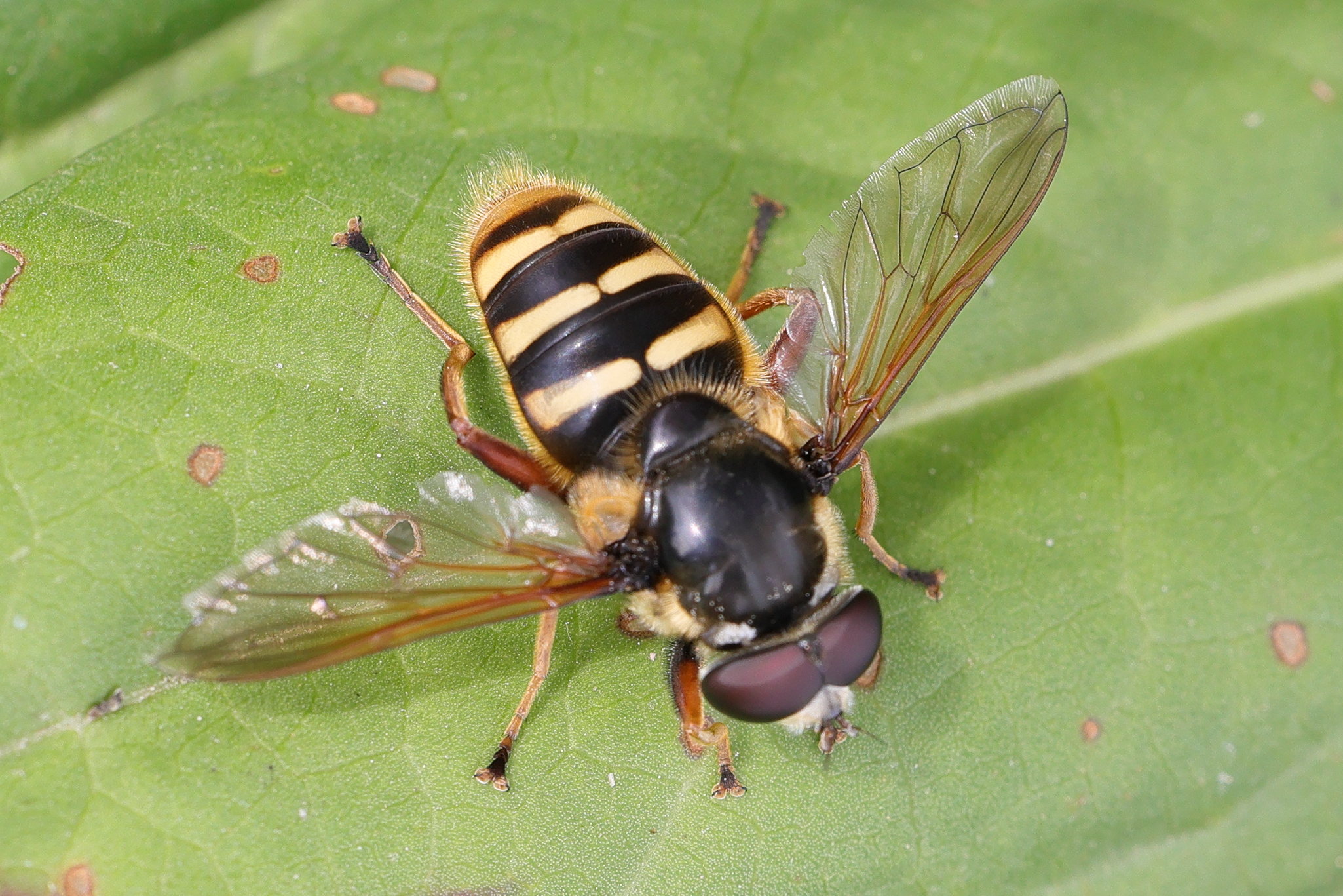 sericomyia_silentis2md