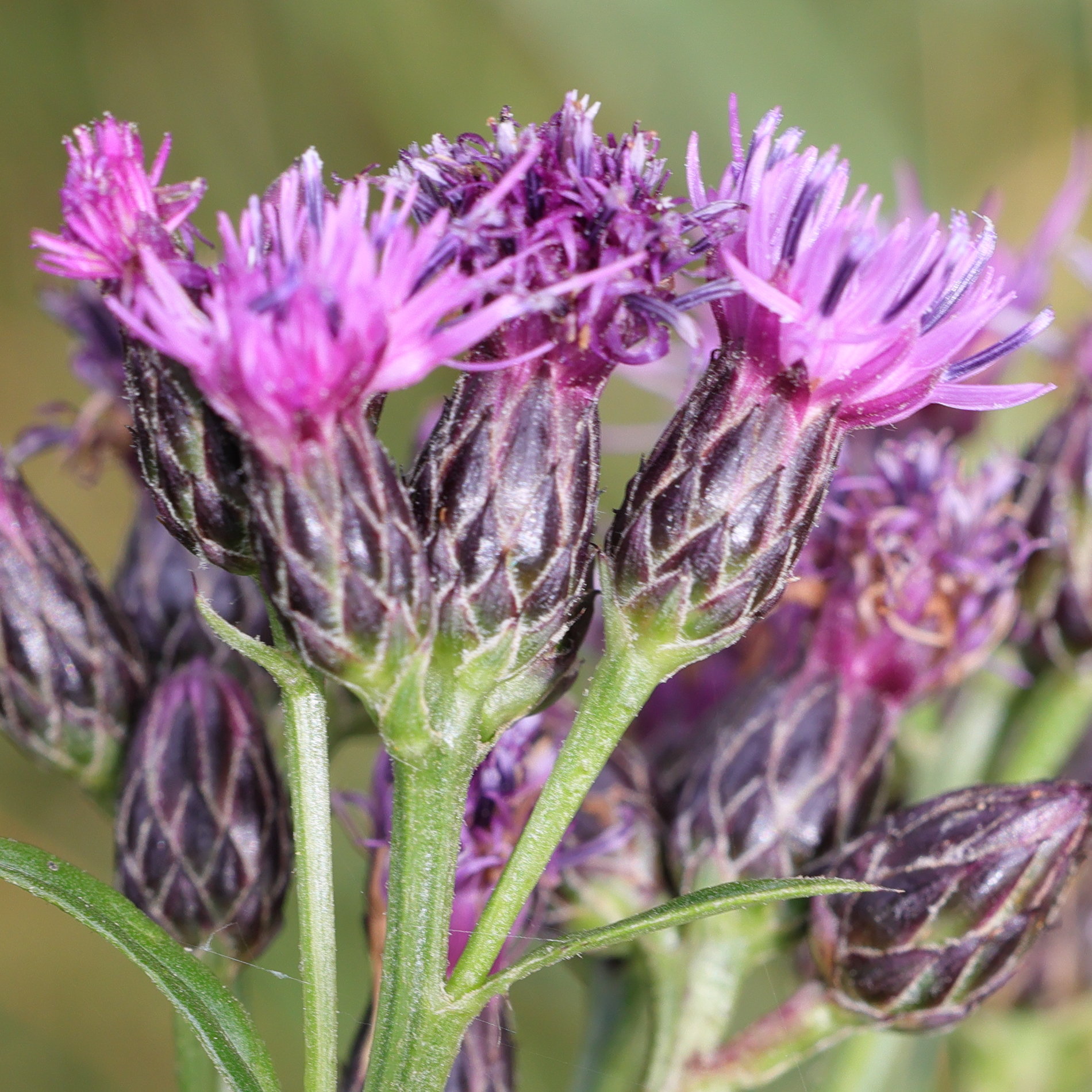 serratula_tinctoria4md