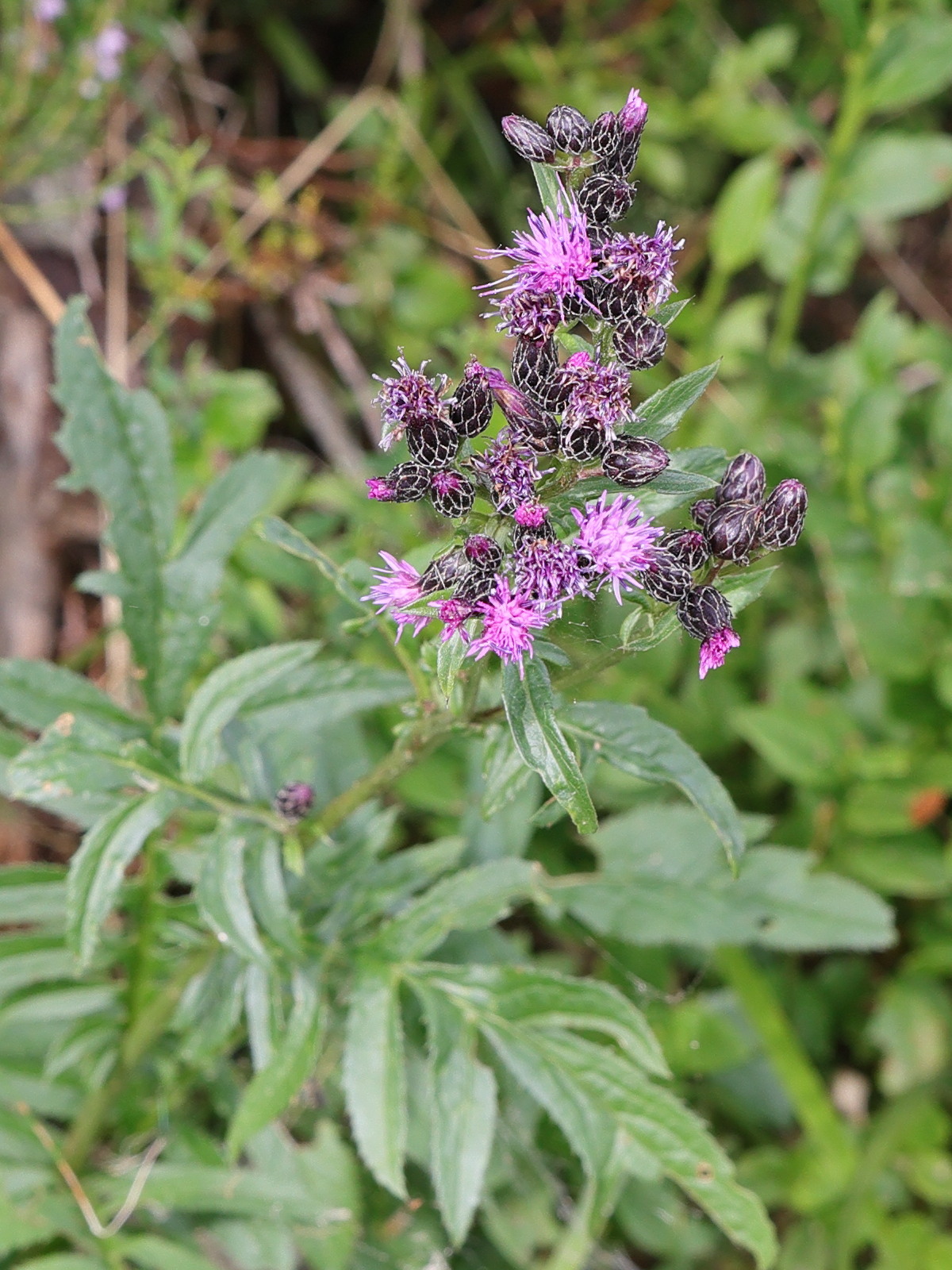 serratula_tinctoria6md