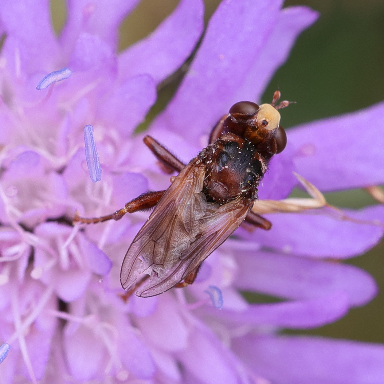 sicus_ferrugineus7md
