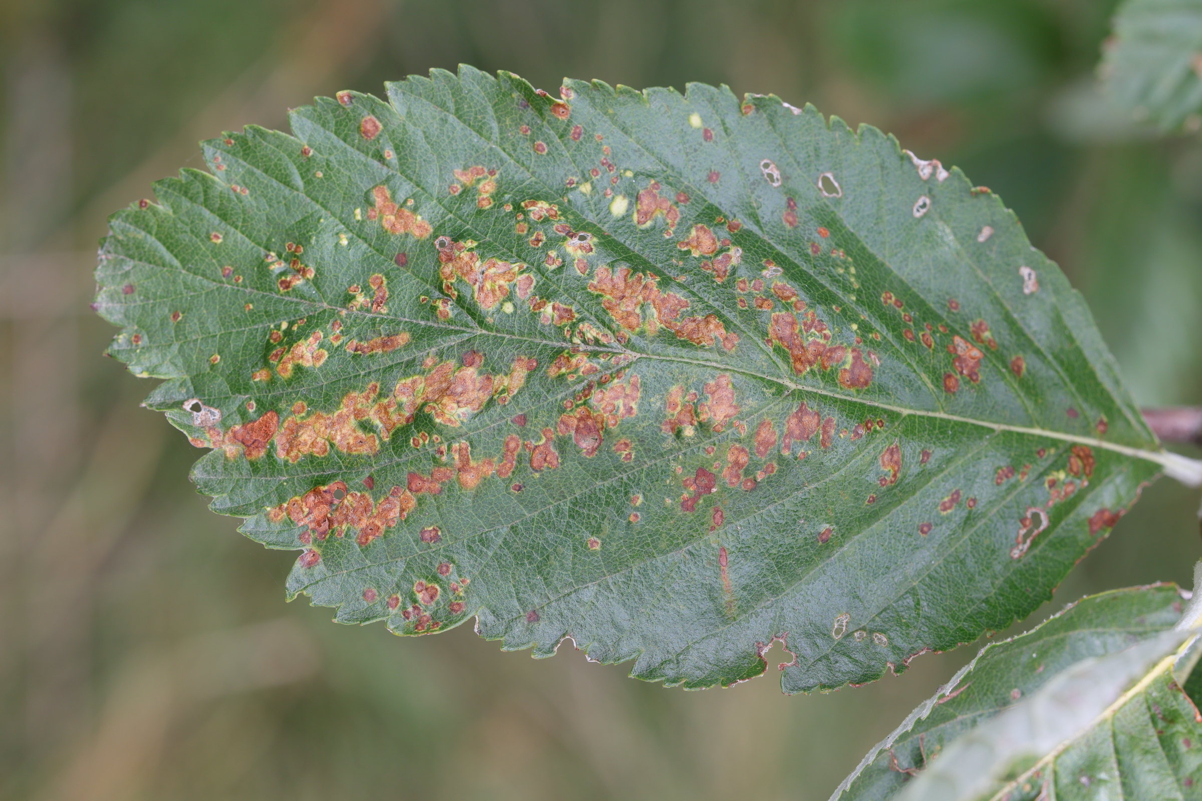 eriophyes_arianus_galle1md