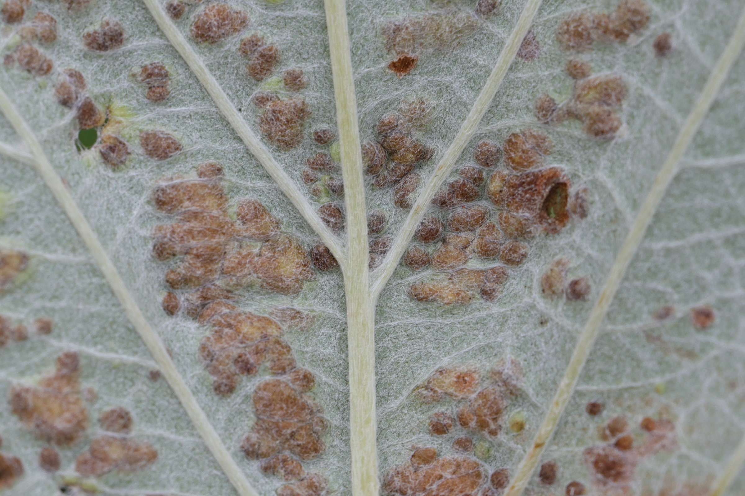 eriophyes_arianus_galle2md