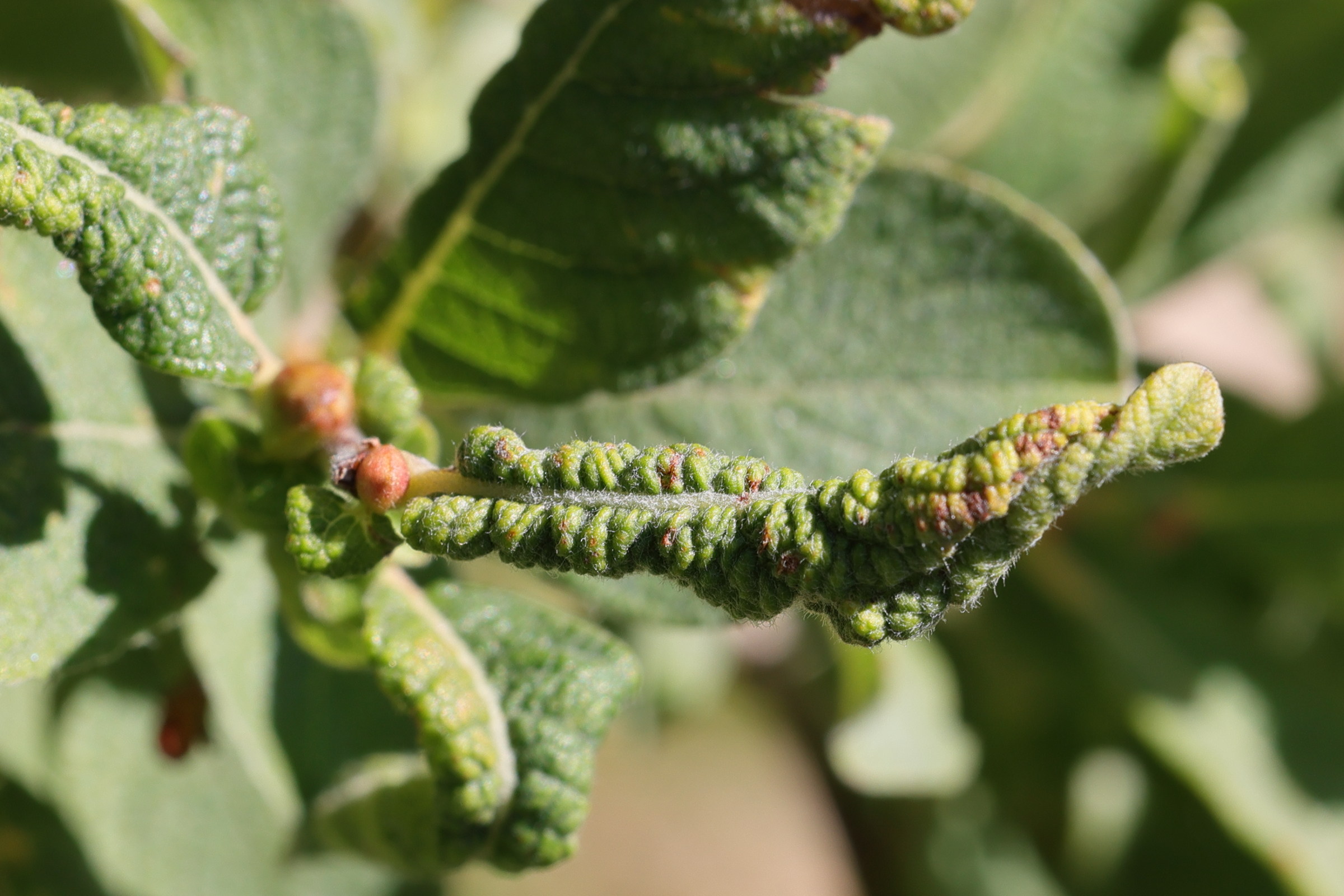 euura_leucapsis_galle4md