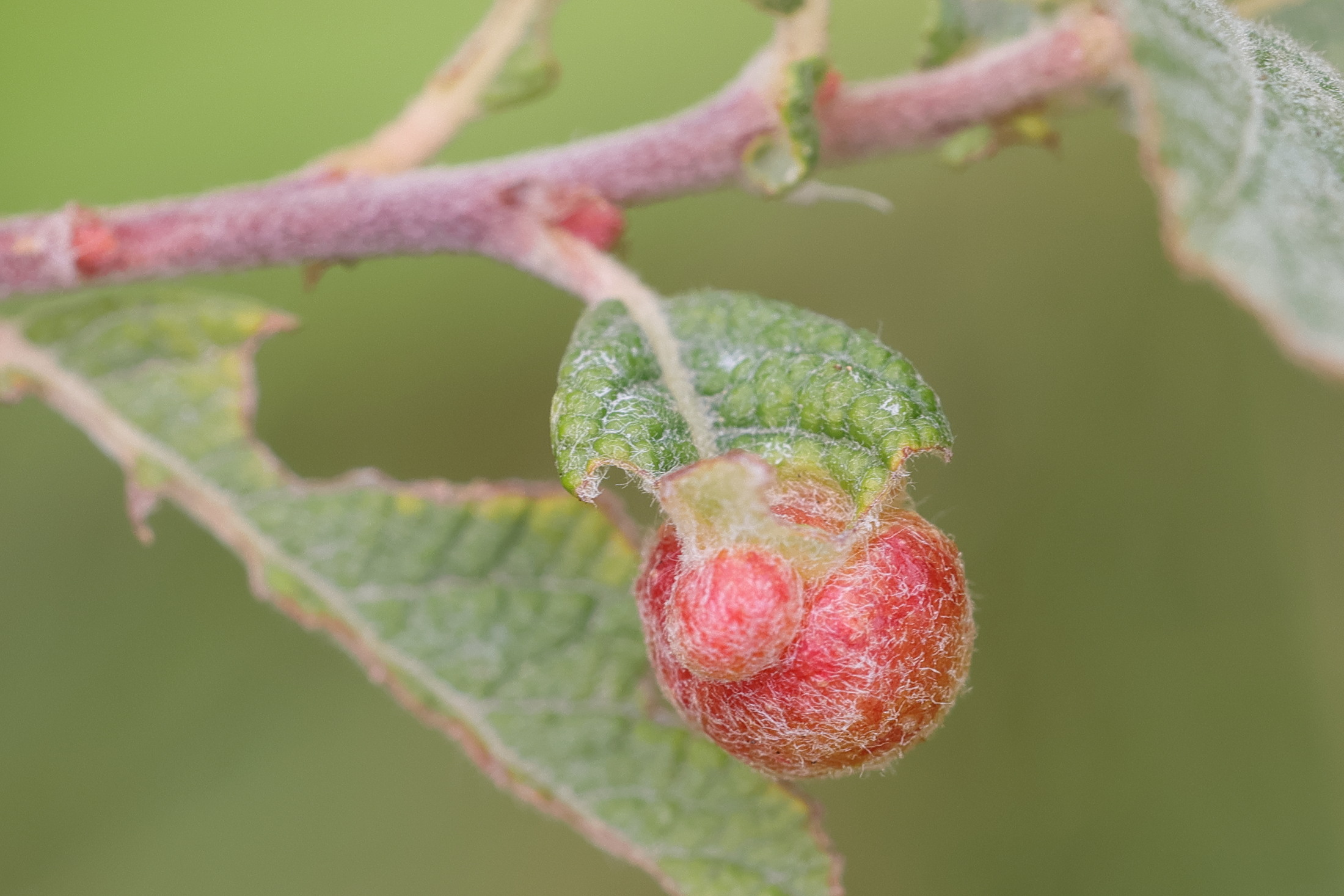 euura_saliciscinereae_galle6md