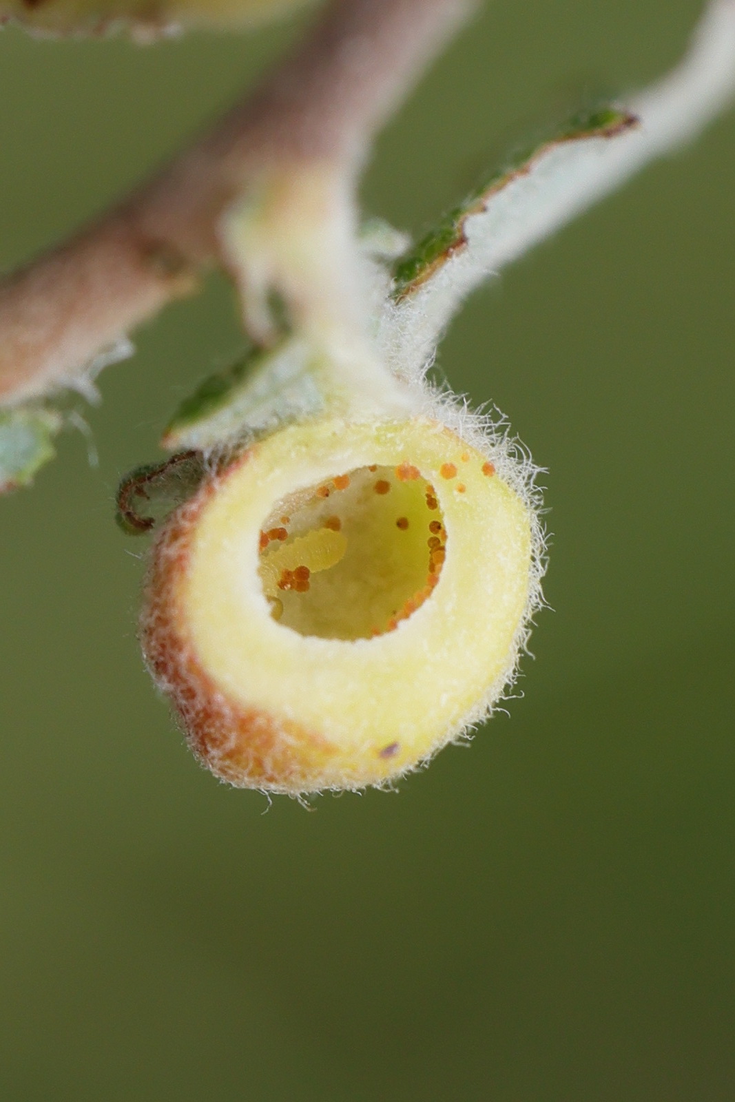 euura_saliciscinereae_galle7md