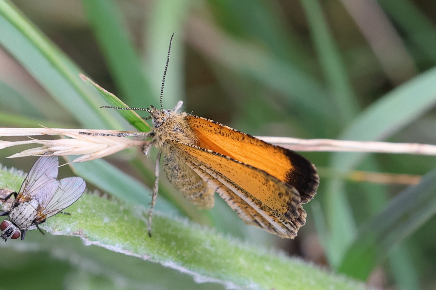 isturgia_limbaria1md