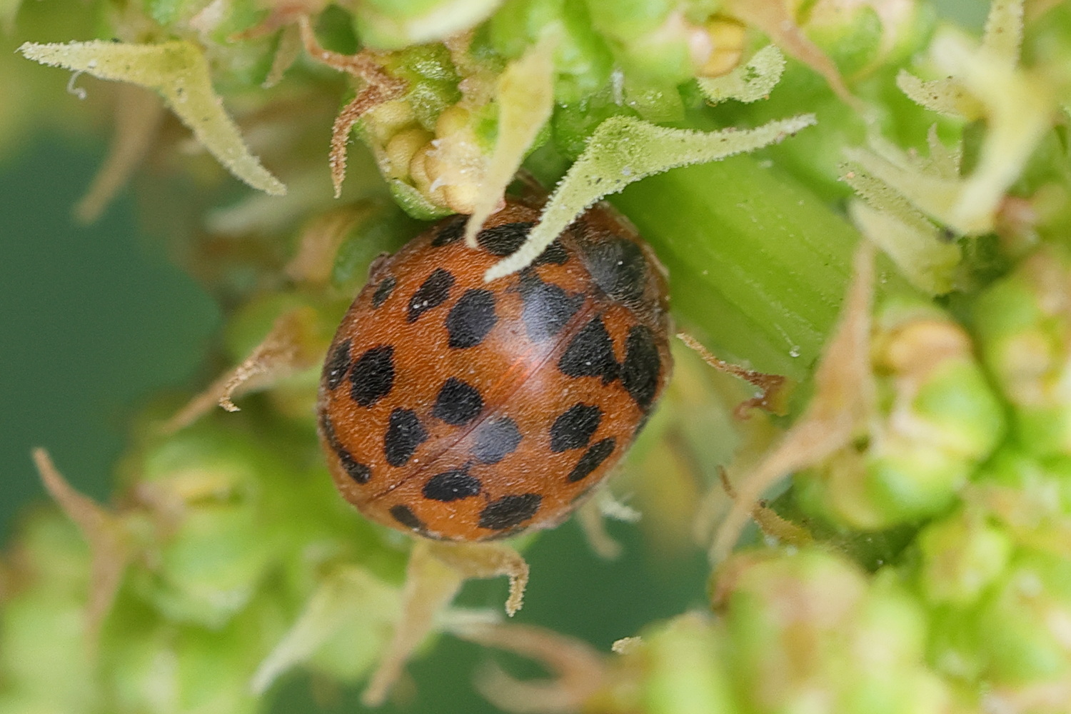 subcoccinella_vigintiquatuorpunctata1md