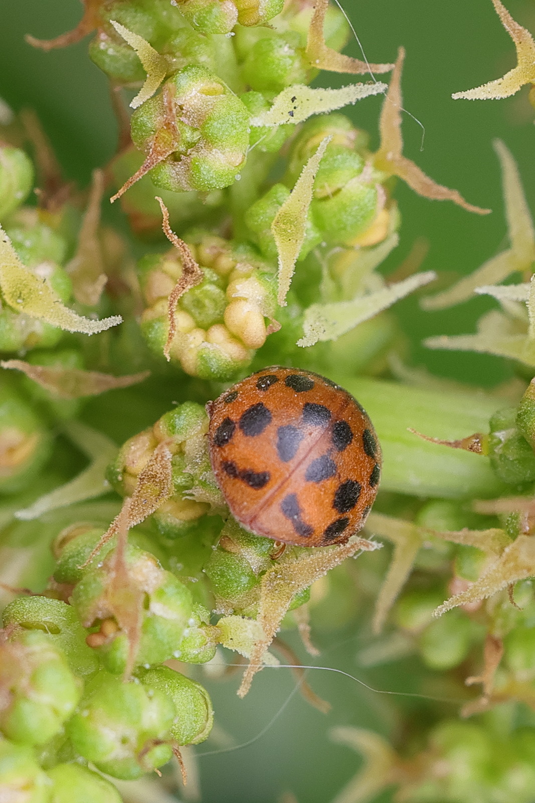 subcoccinella_vigintiquatuorpunctata2md
