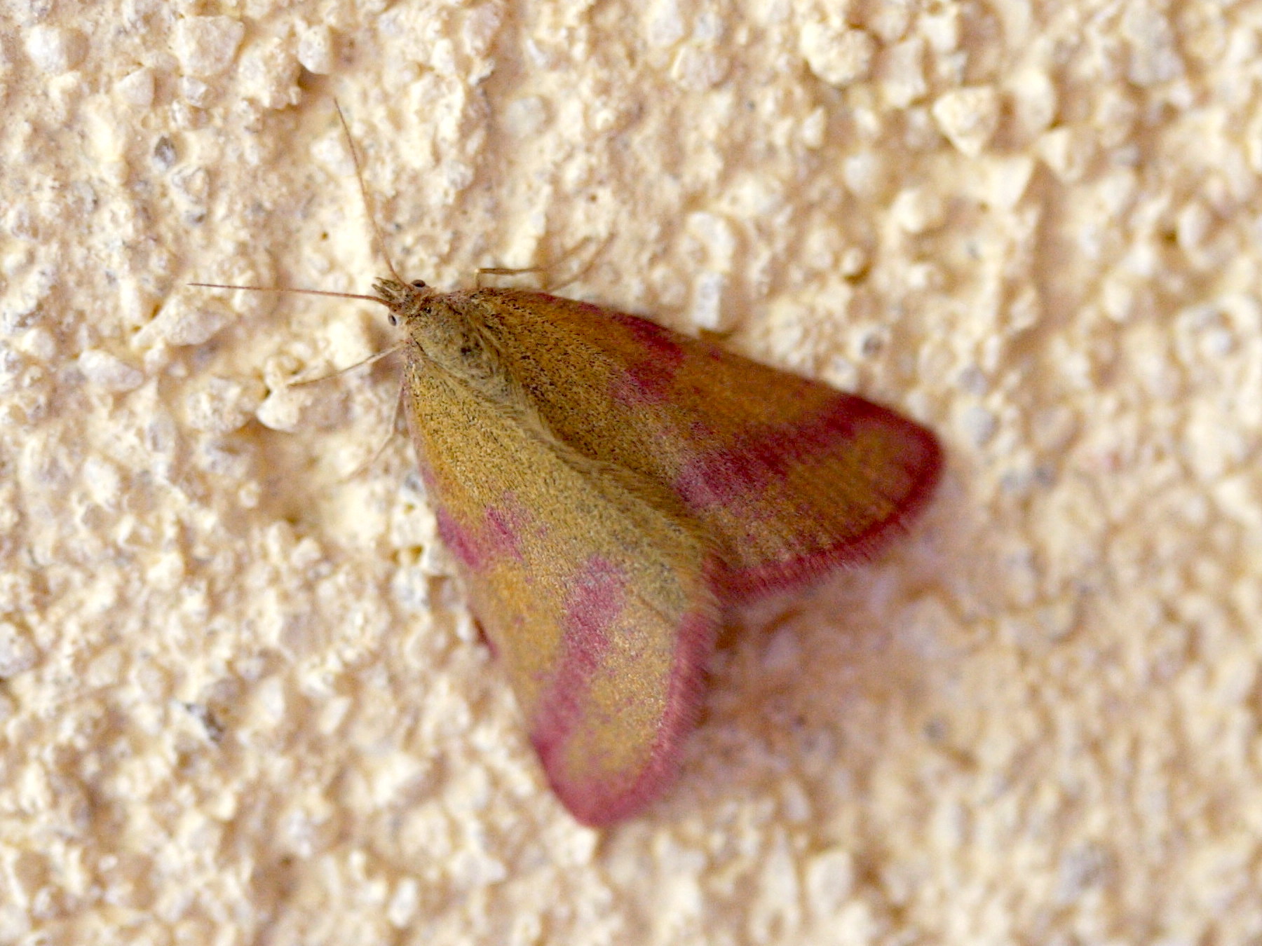 Afficher le média lythria_purpuraria4md lythria_purpuraria4md